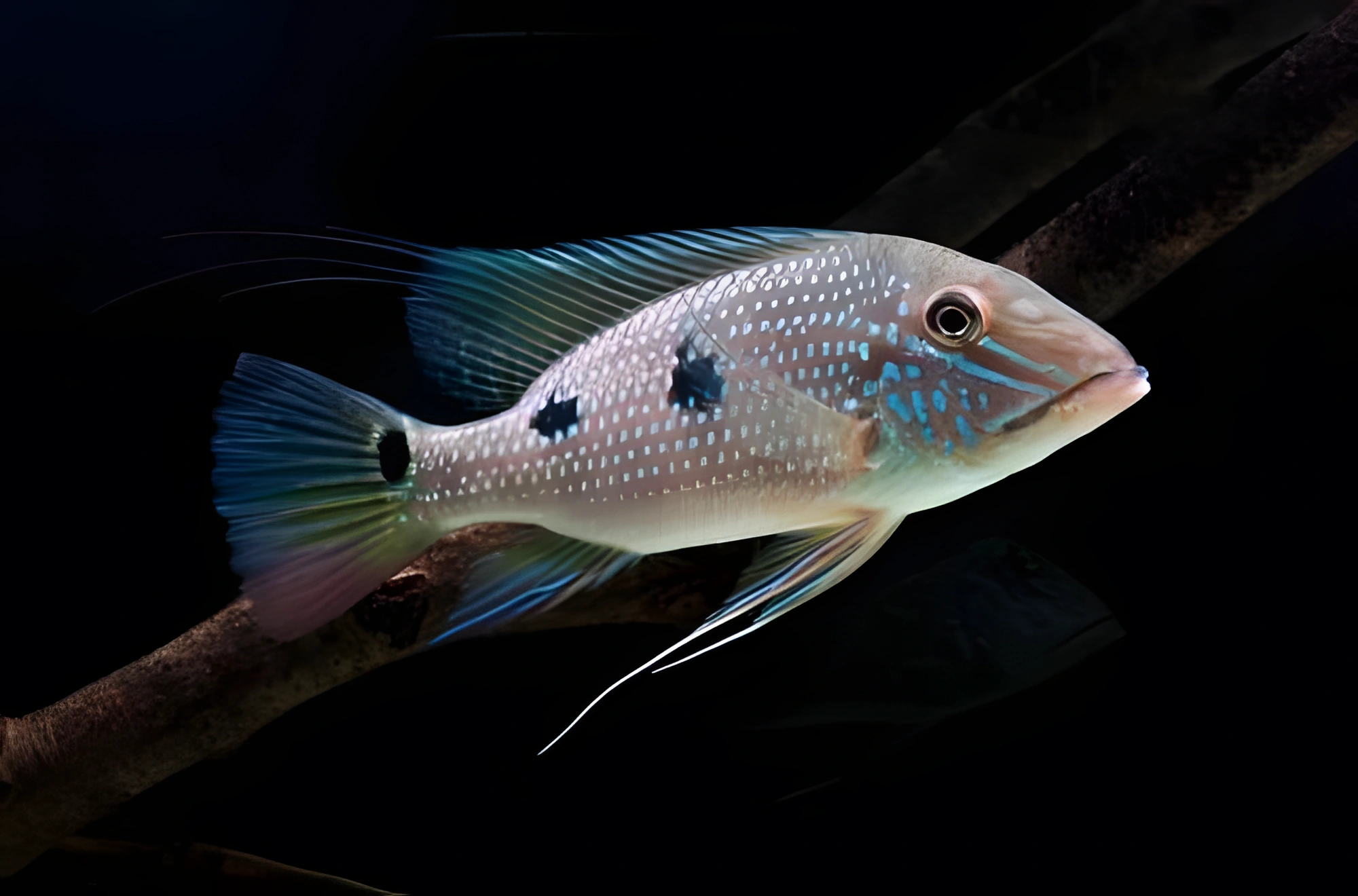 Fotografía del pez de acuario Geophagus daemon