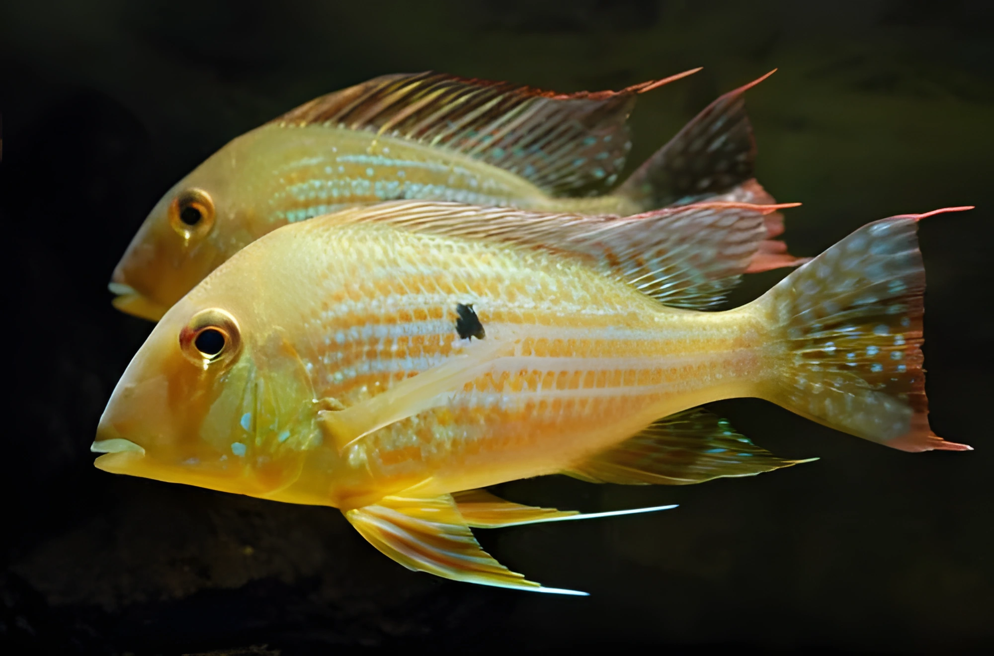 Fotografía del pez de acuario Geophagus neambi