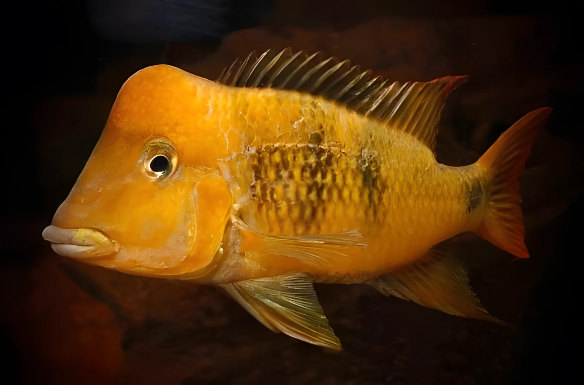Fotografía del pez de acuario Geophagus pellegrini