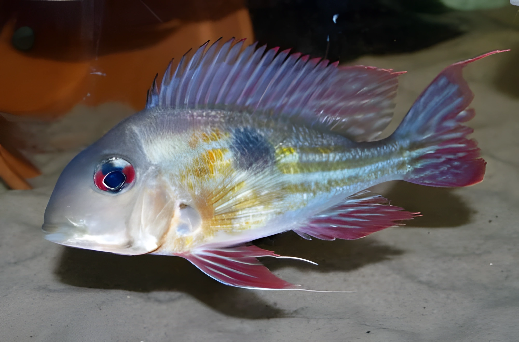 Fotografía del pez de acuario Geophagus proximus