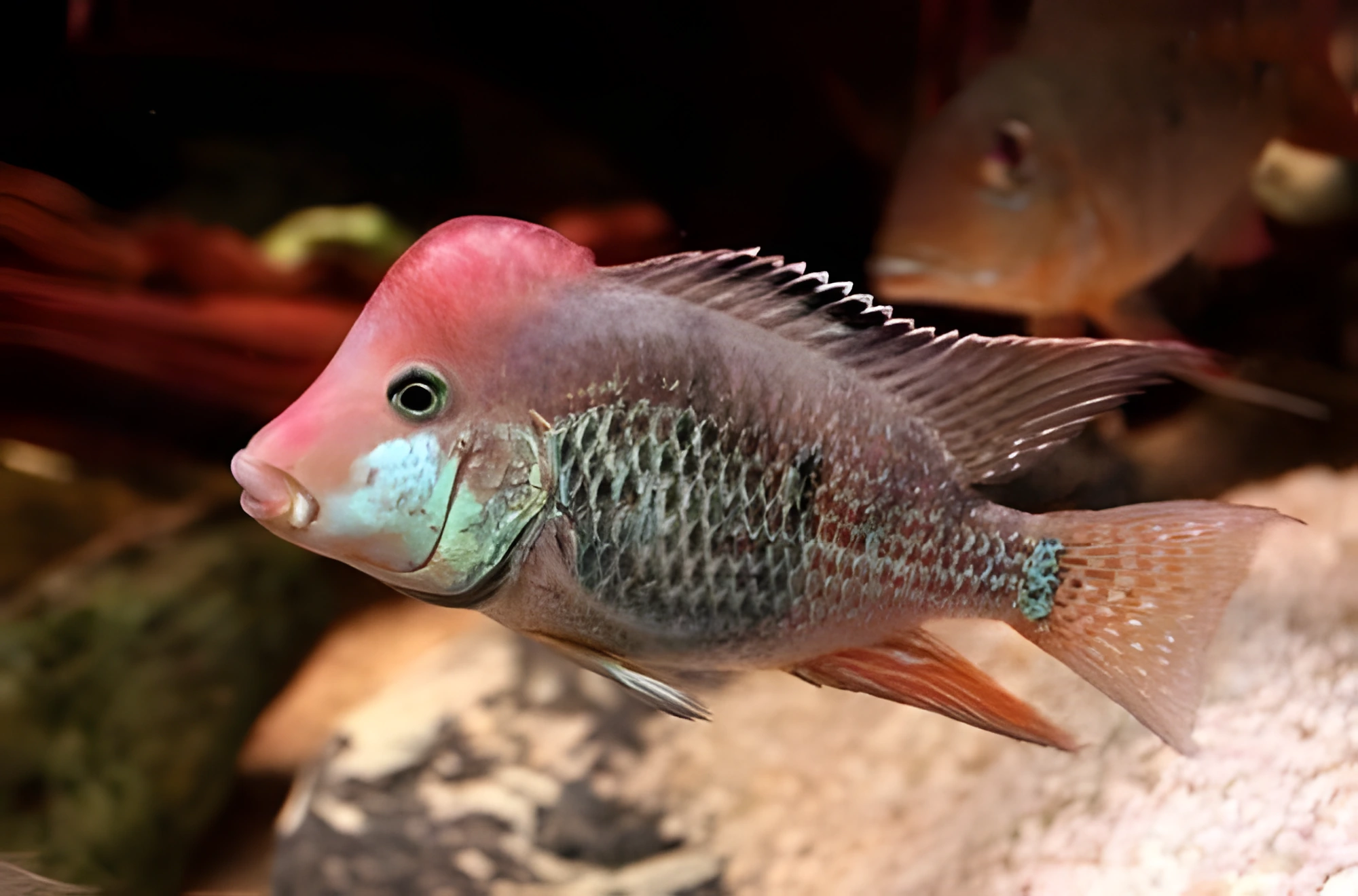 Fotografía del pez de acuario Geophagus de Steindachner
