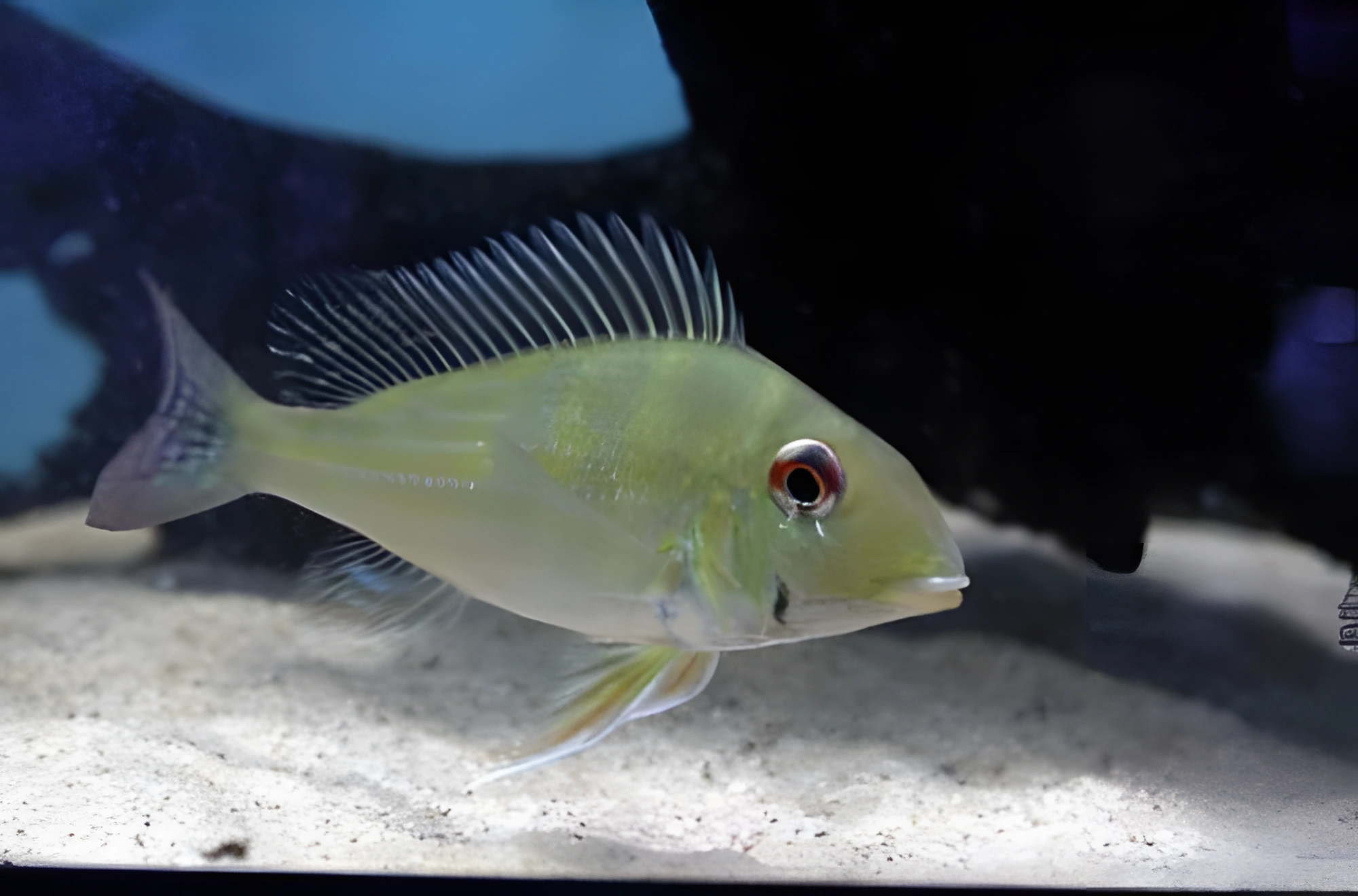 Fotografía del pez de acuario Geophagus de Surinam