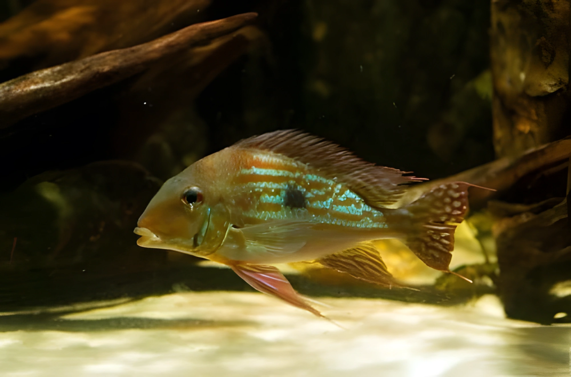 Fotografía del pez de acuario Geophagus winemilleri