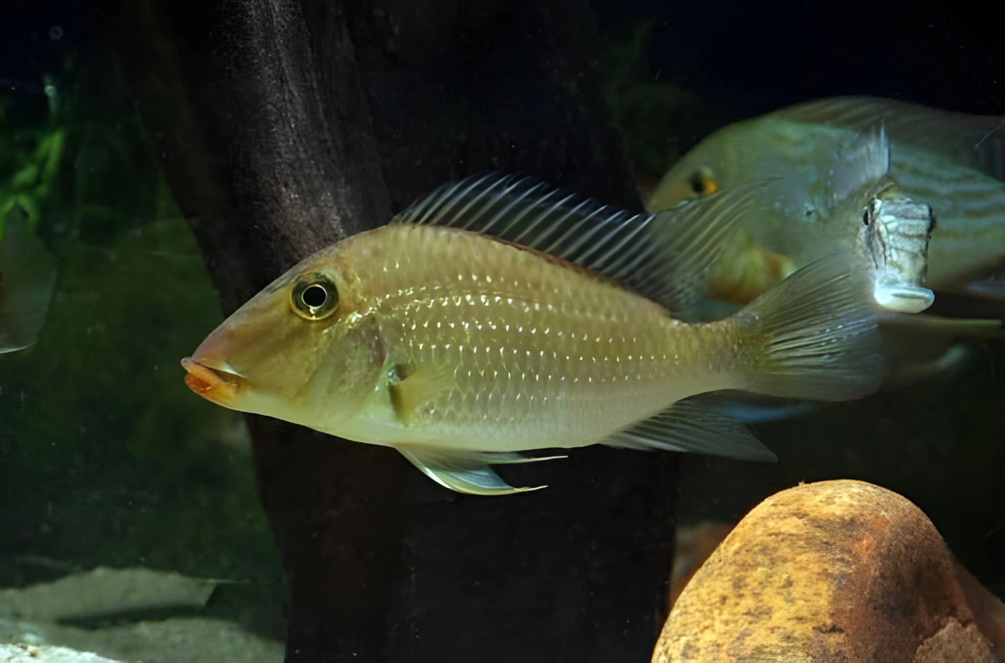 Fotografía del pez de acuario Geophagus Jurupari