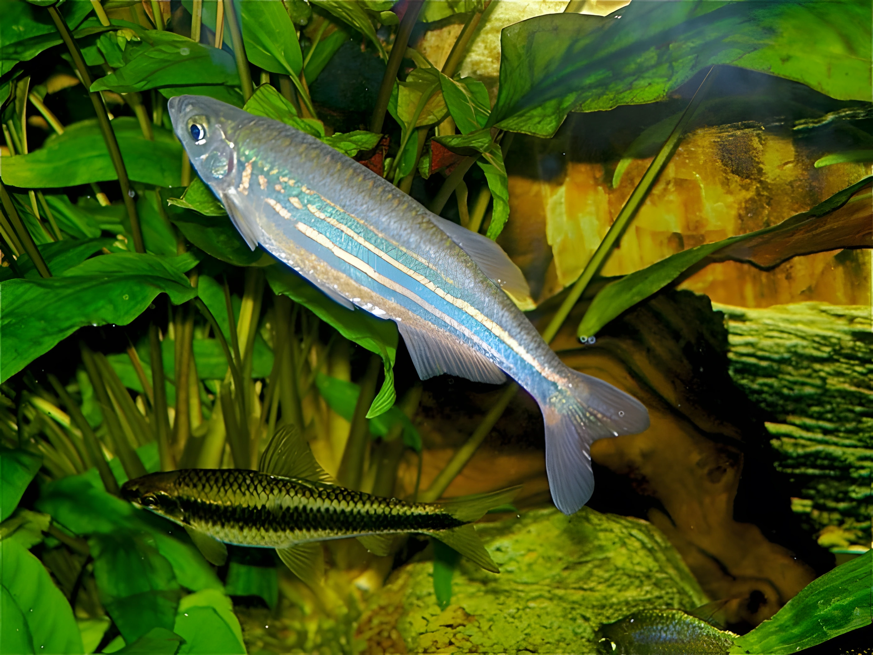 Fotografía del pez de acuario Danio Gigante