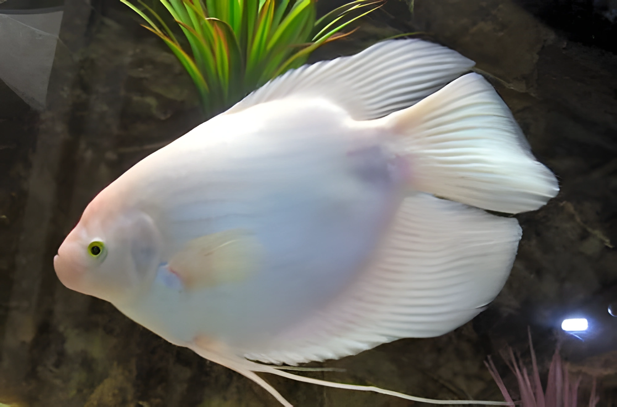 Fotografía del pez de acuario Gurami Gigante