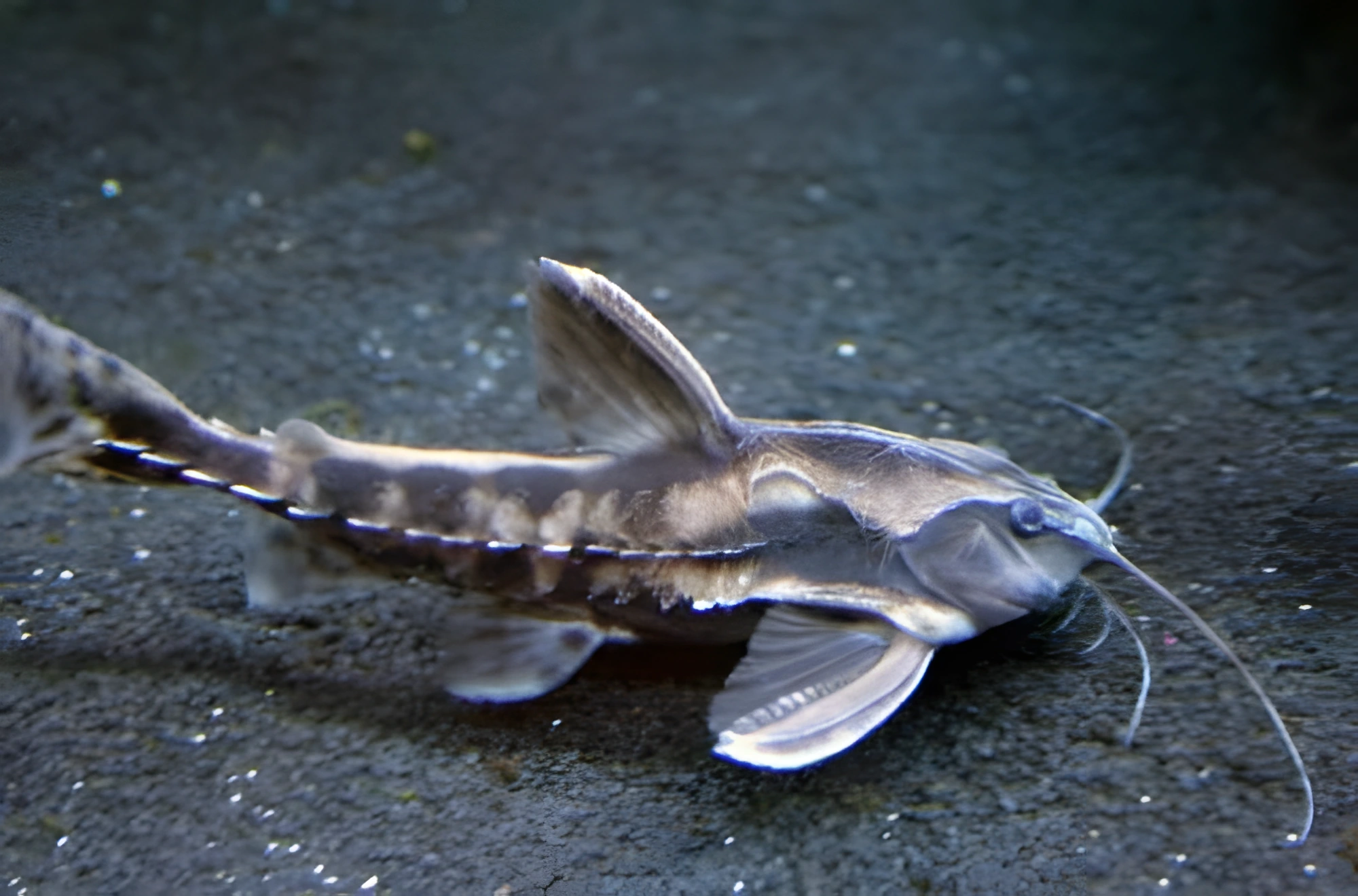 Fotografía del pez de acuario Pez gato Rafael gigante