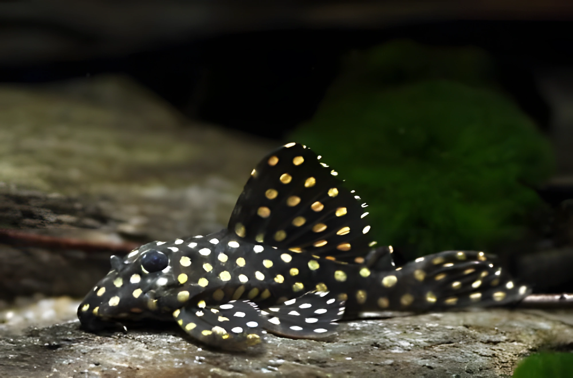 Fotografía del pez de acuario Hypancistrus inspector