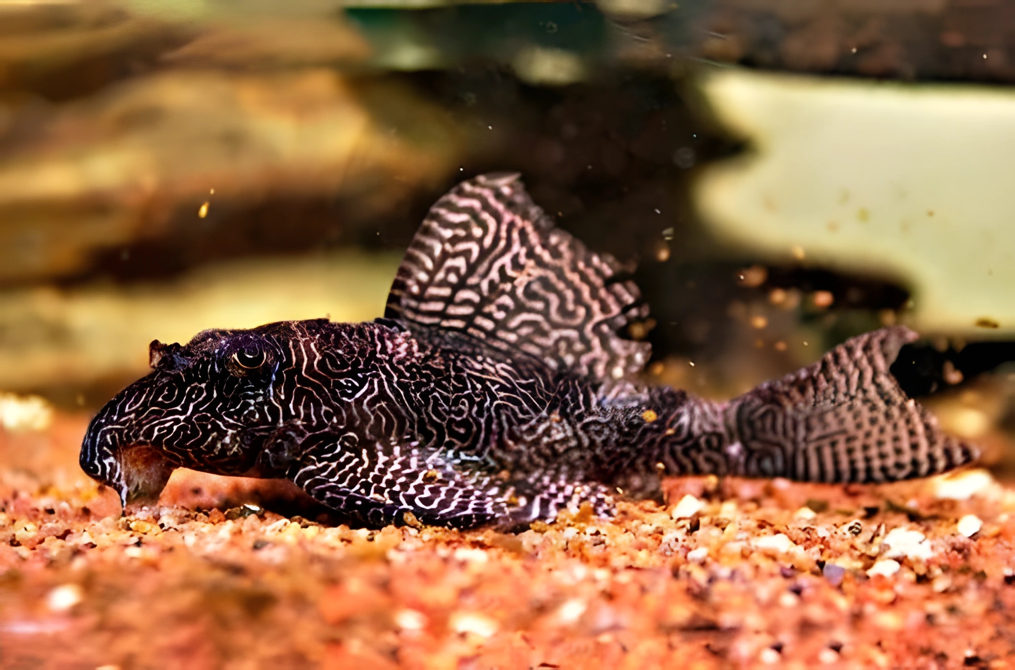 Fotografía del pez de acuario Hypancistrus Monte Dourado