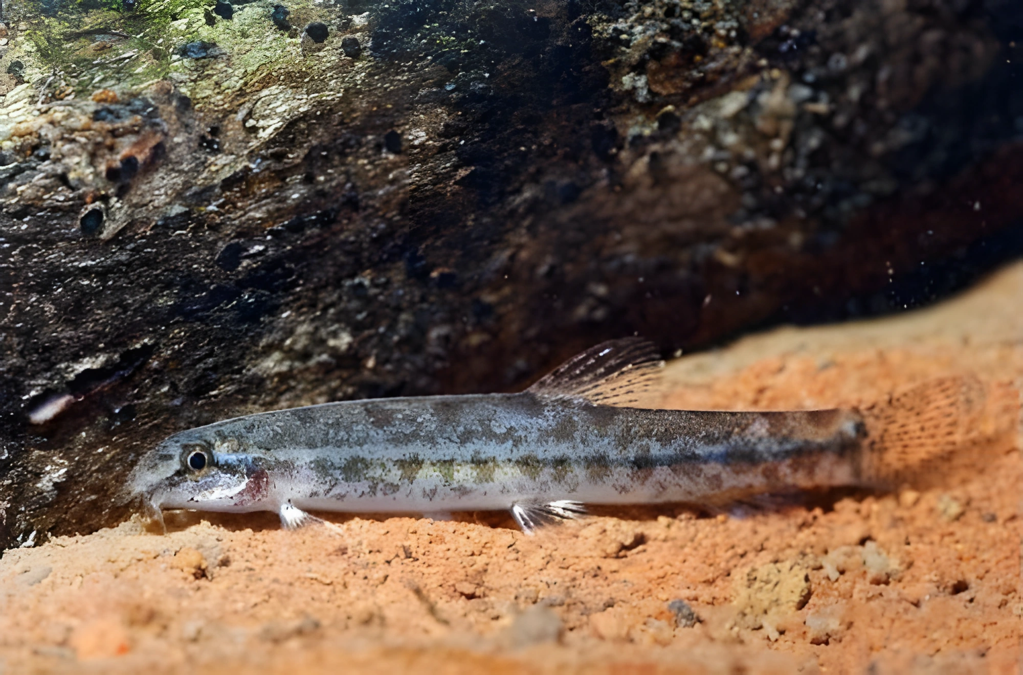 Fotografía del pez de acuario Gobitide de Hasselt