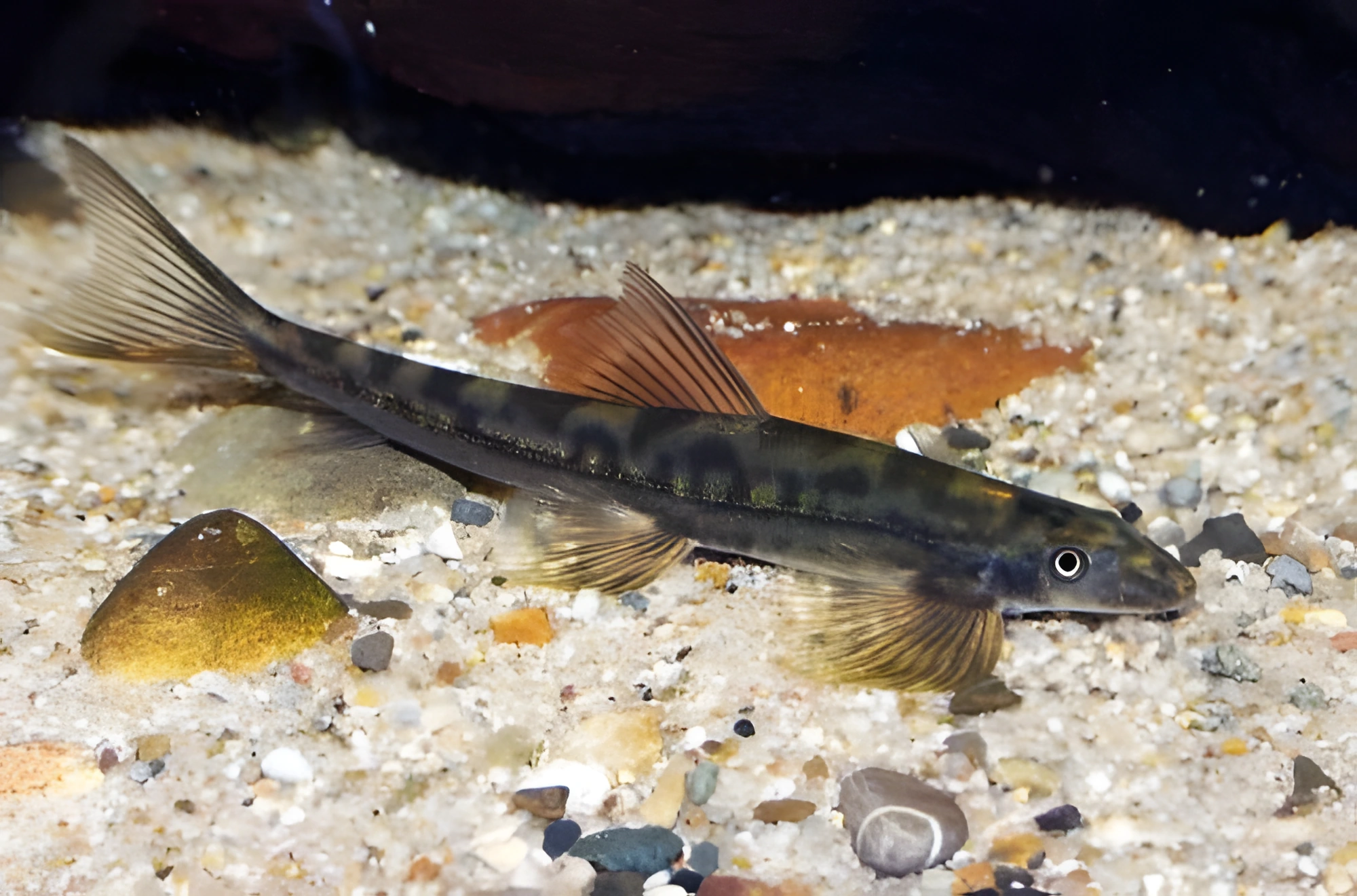 Fotografía del pez de acuario Locha de Annam