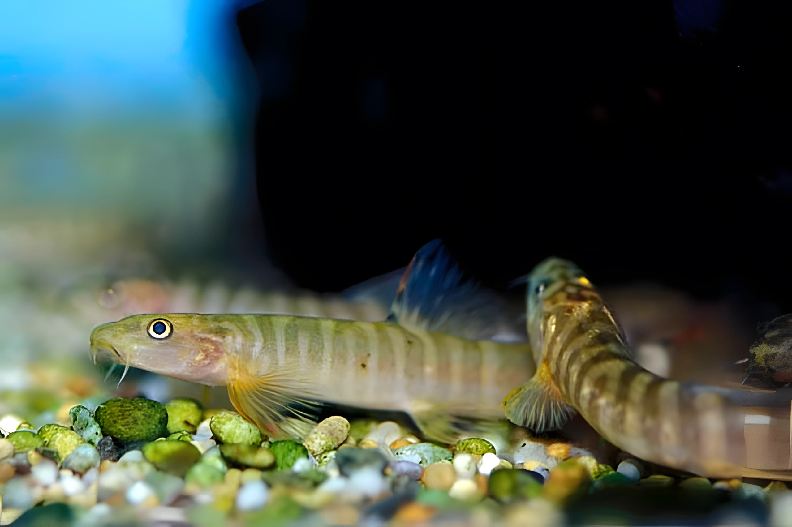 Fotografía del pez de acuario Locha de Ceilán