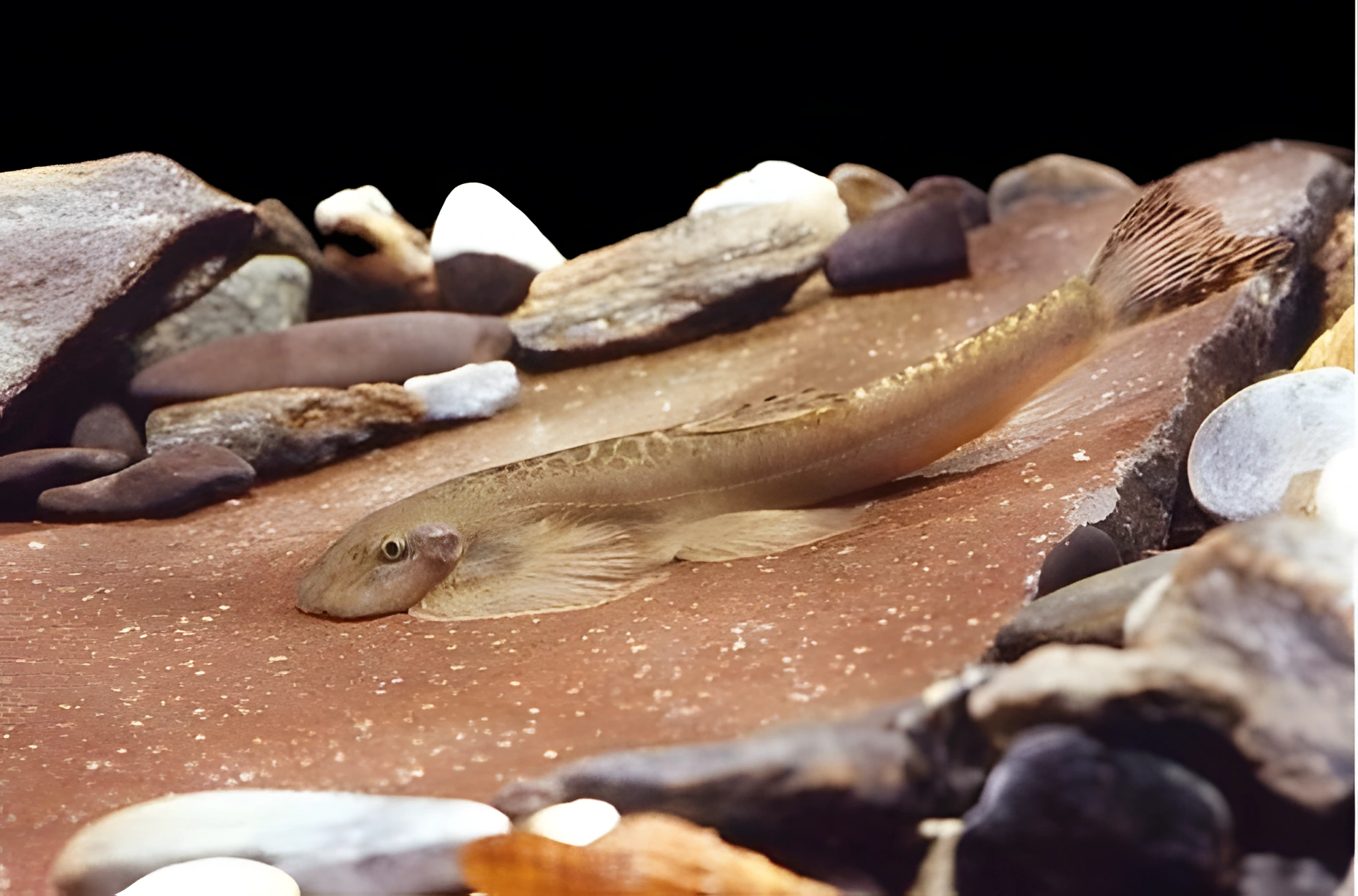 Fotografía del pez de acuario Locha de Formosa