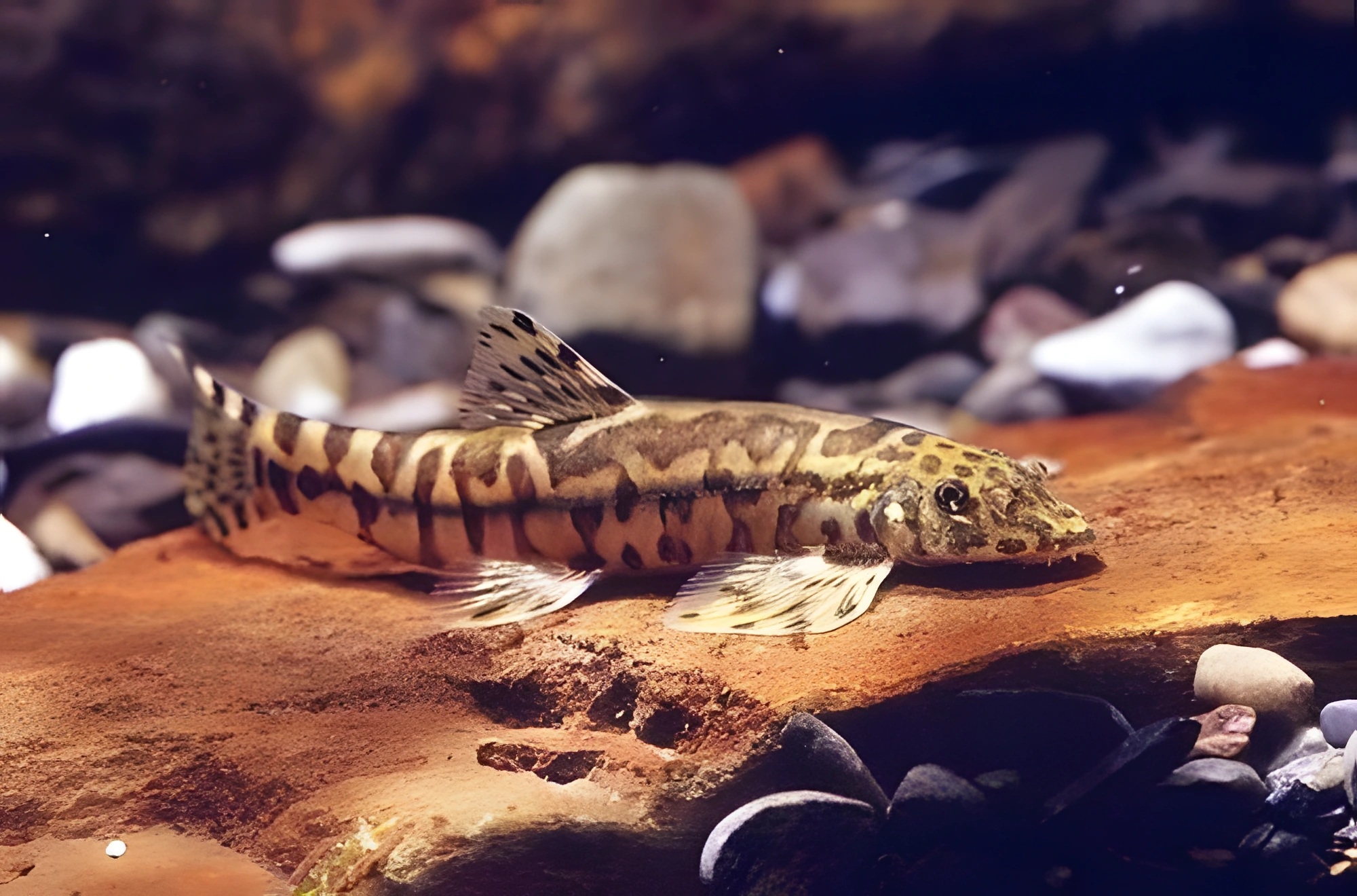 Fotografía del pez de acuario Locha pincel