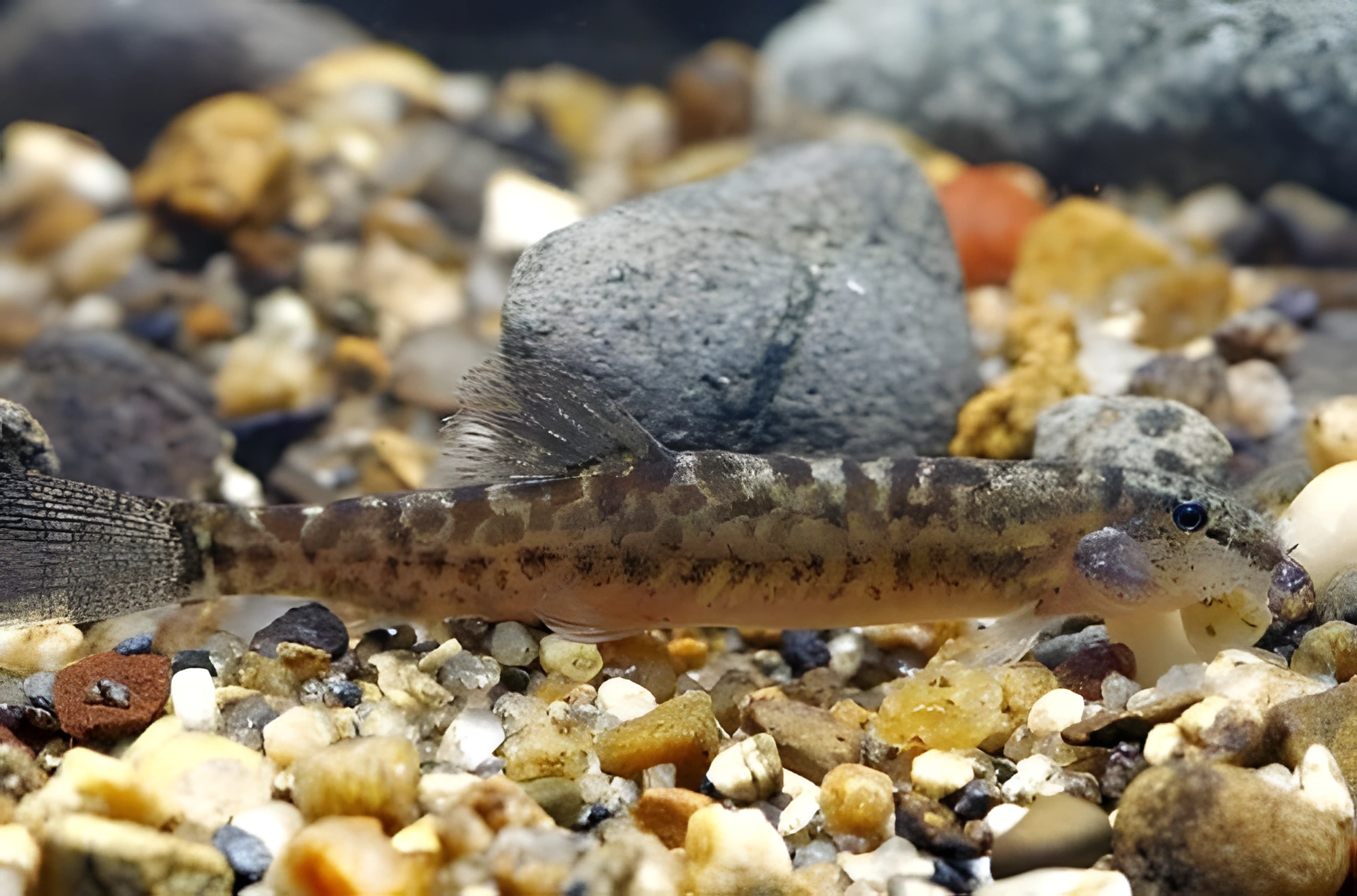 Fotografía del pez de acuario Locha Kranos