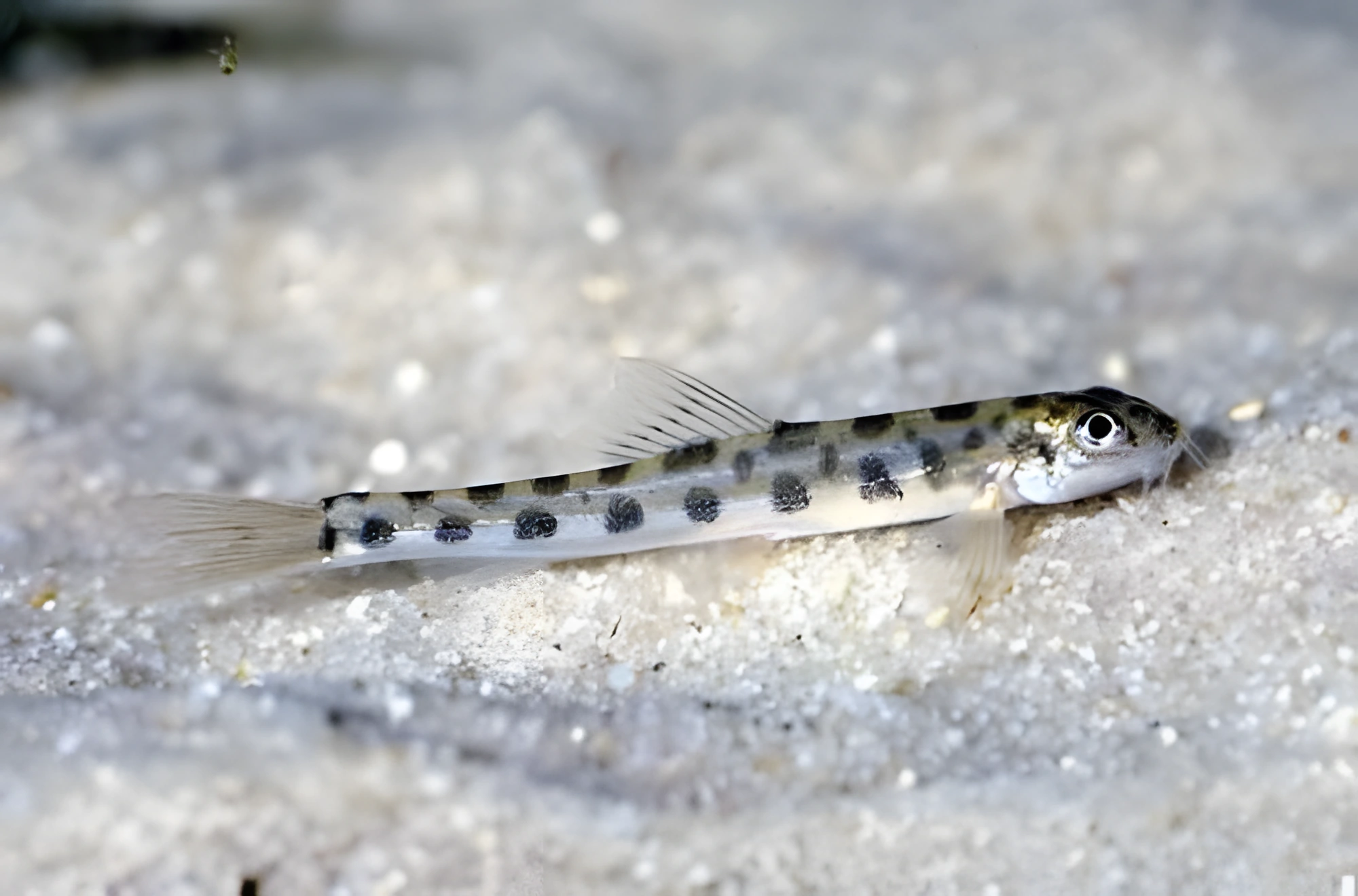 Fotografía del pez de acuario Locha de río
