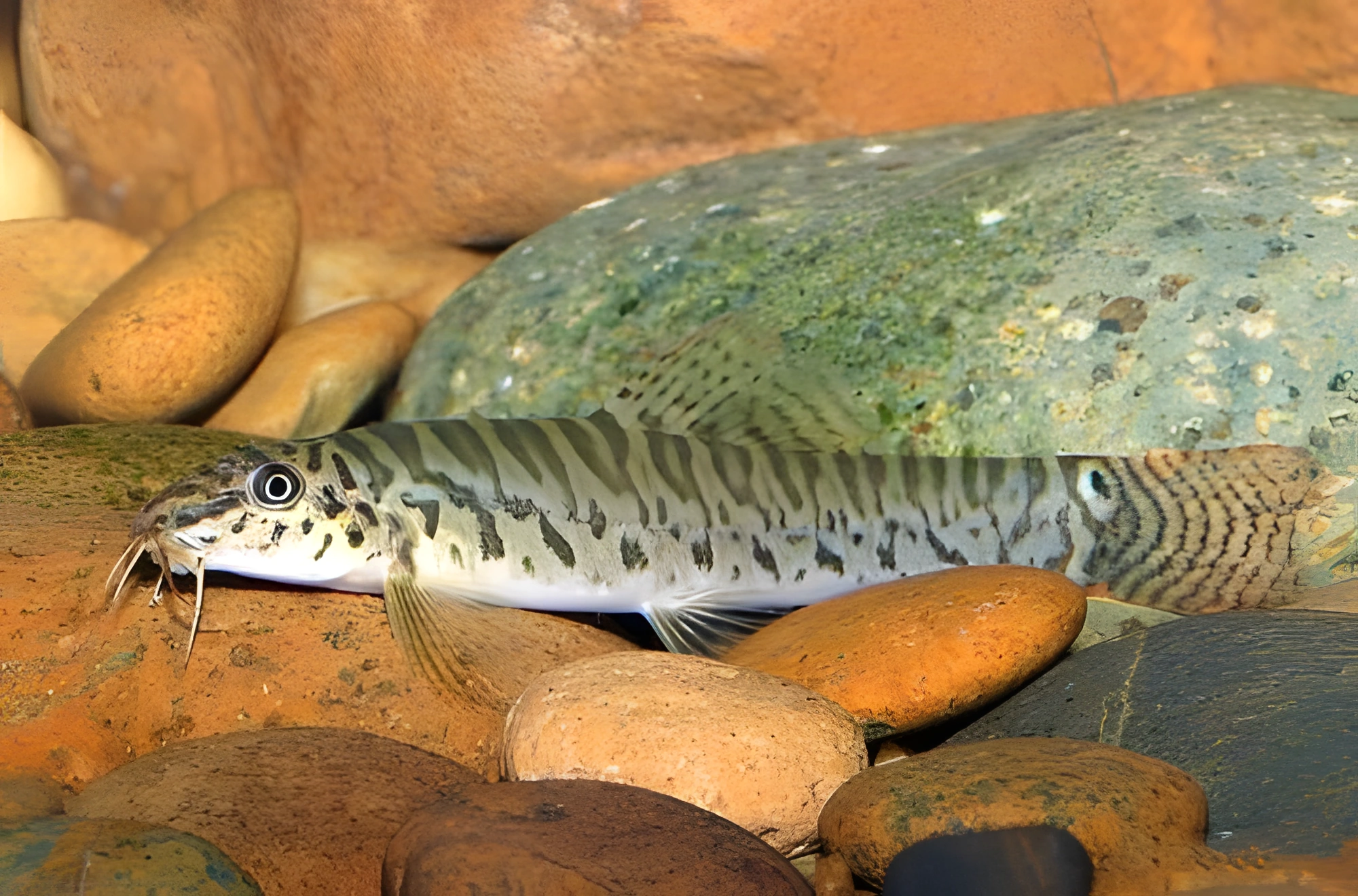 Fotografía del pez de acuario Locha pictilis