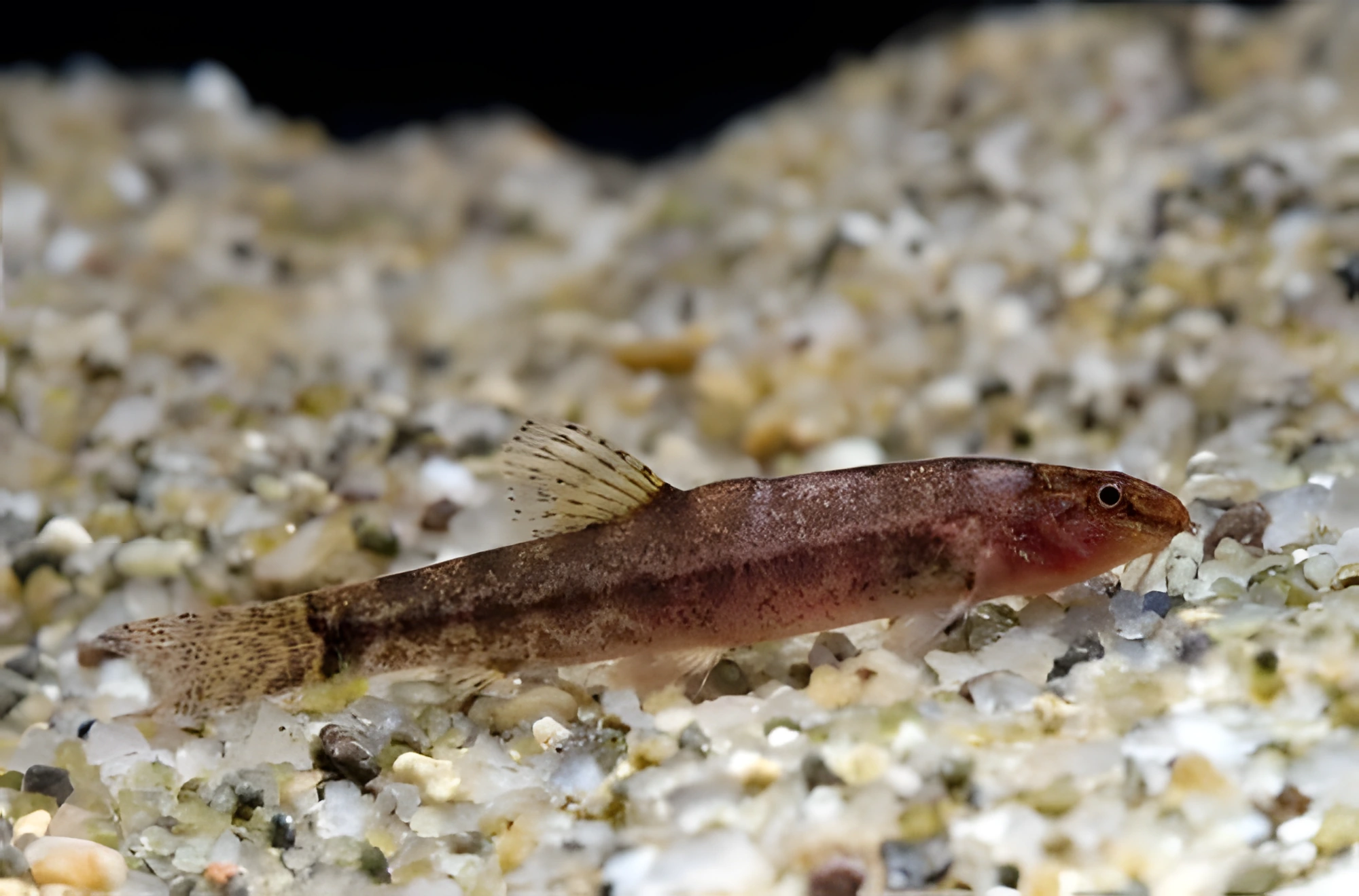 Fotografía del pez de acuario Locha cola de horquilla