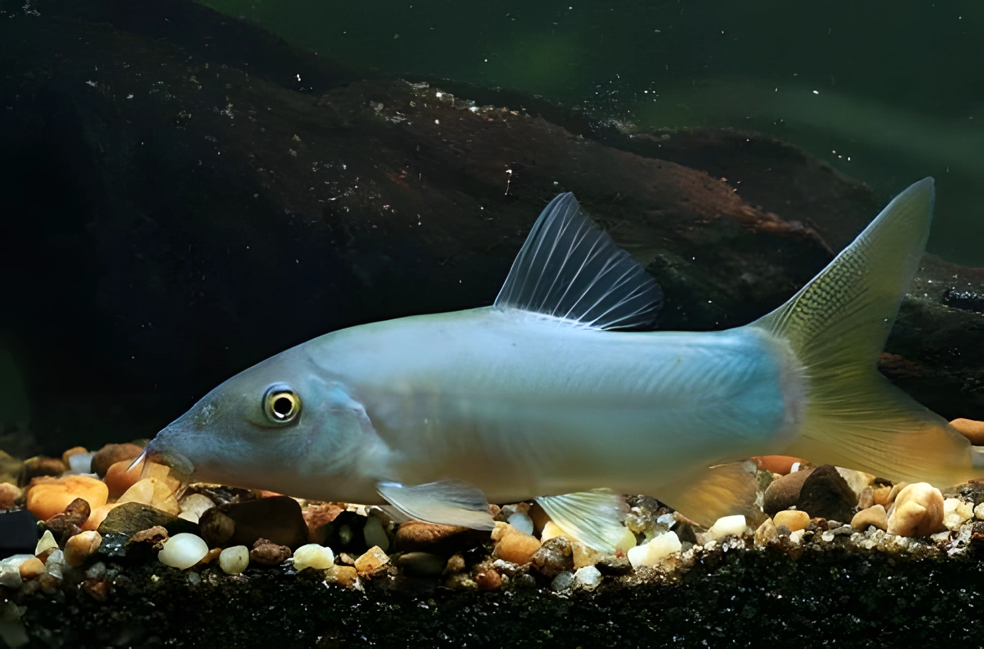 Fotografía del pez de acuario Botia Azul