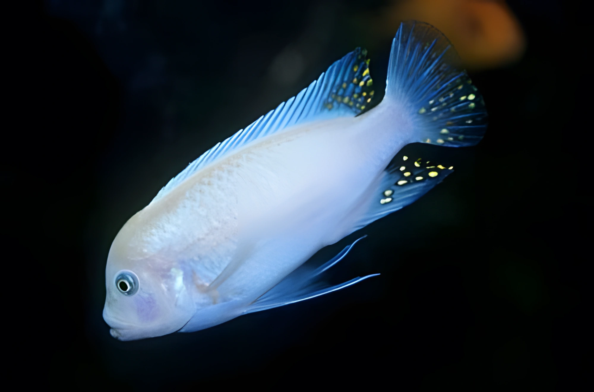 Fotografía del pez de acuario Cebra azul