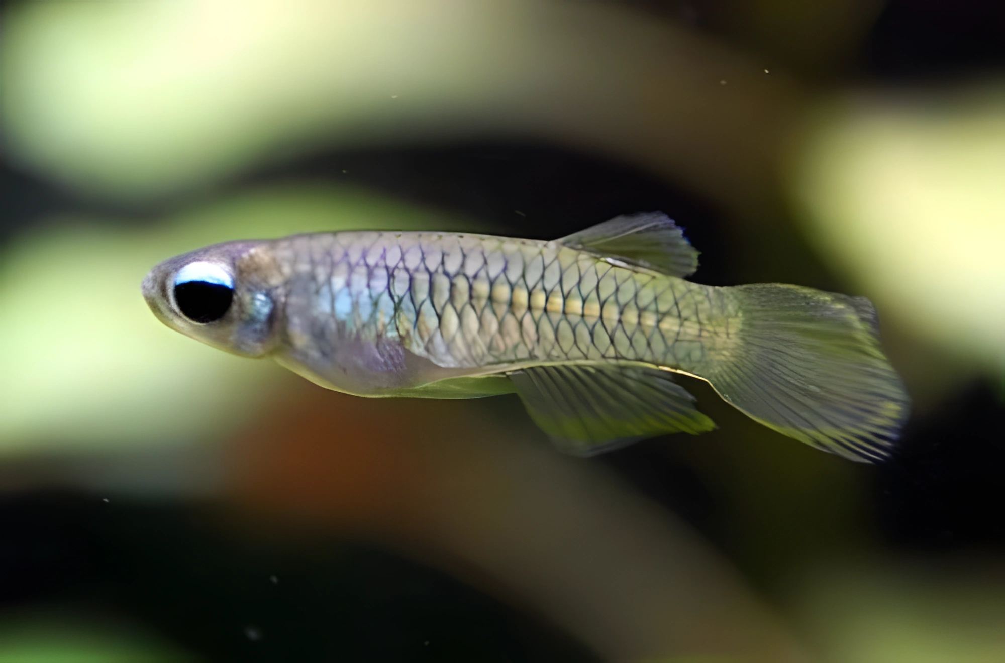 Fotografía del pez de acuario Ojos azules de Norman