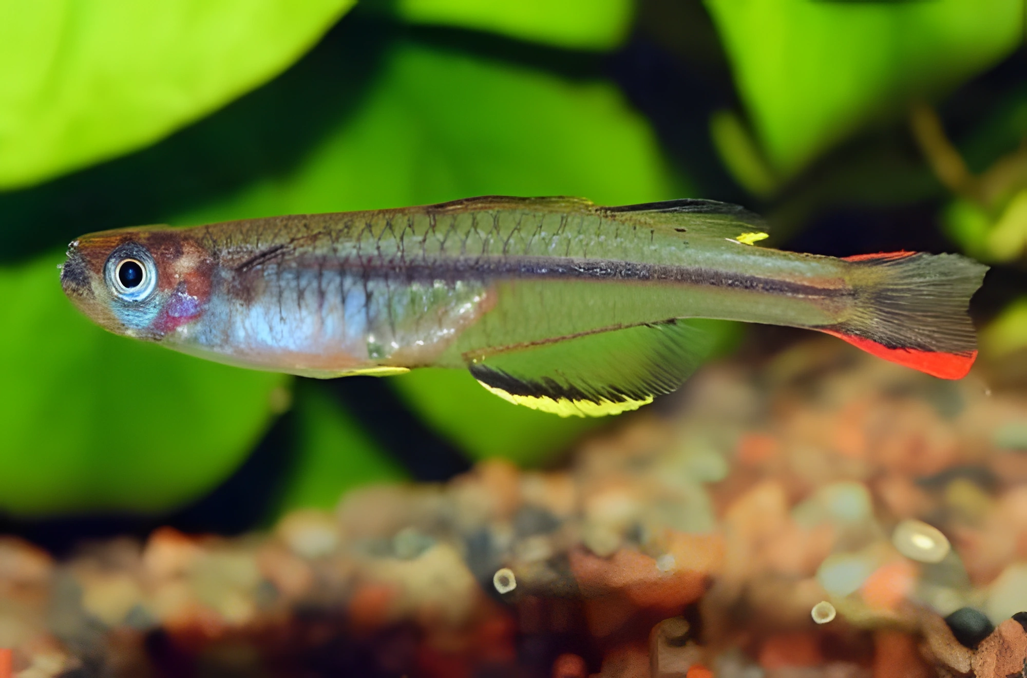 Fotografía del pez de acuario Pseudomugil de Nueva Guinea
