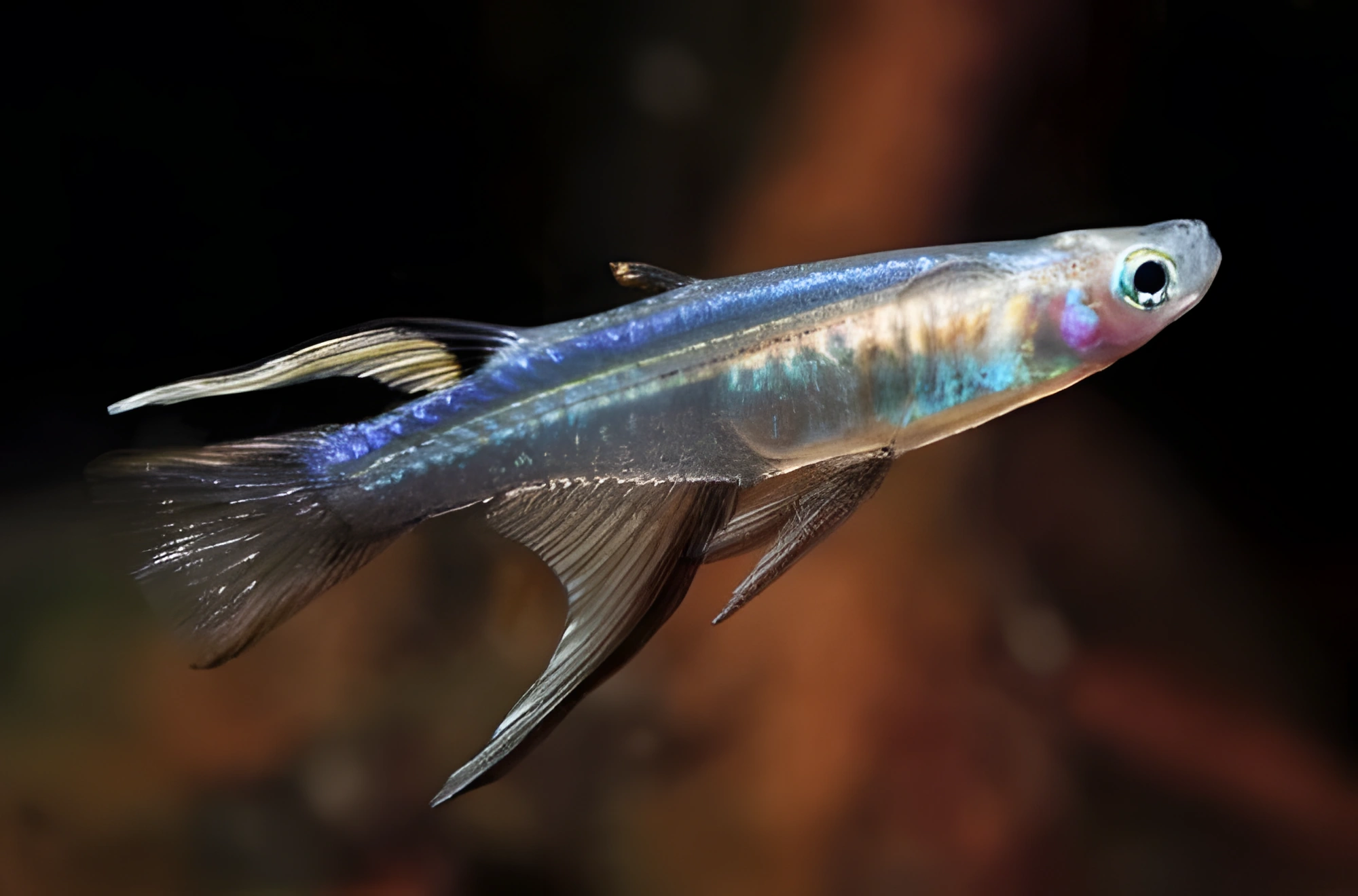 Fotografía del pez de acuario Neón de ojos azules