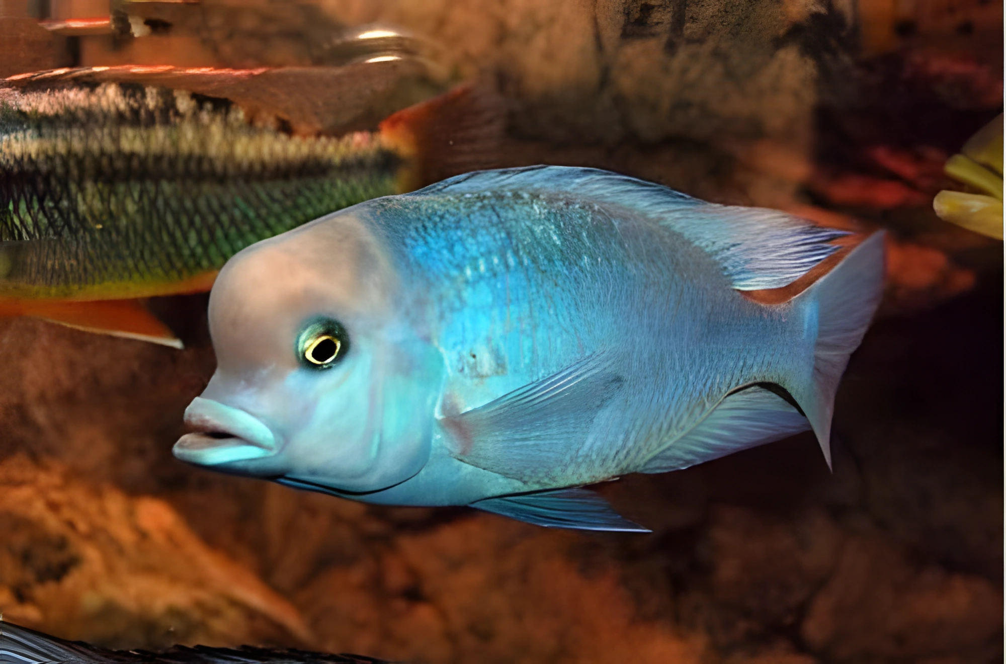 Fotografía del pez de acuario «Delfín azul»