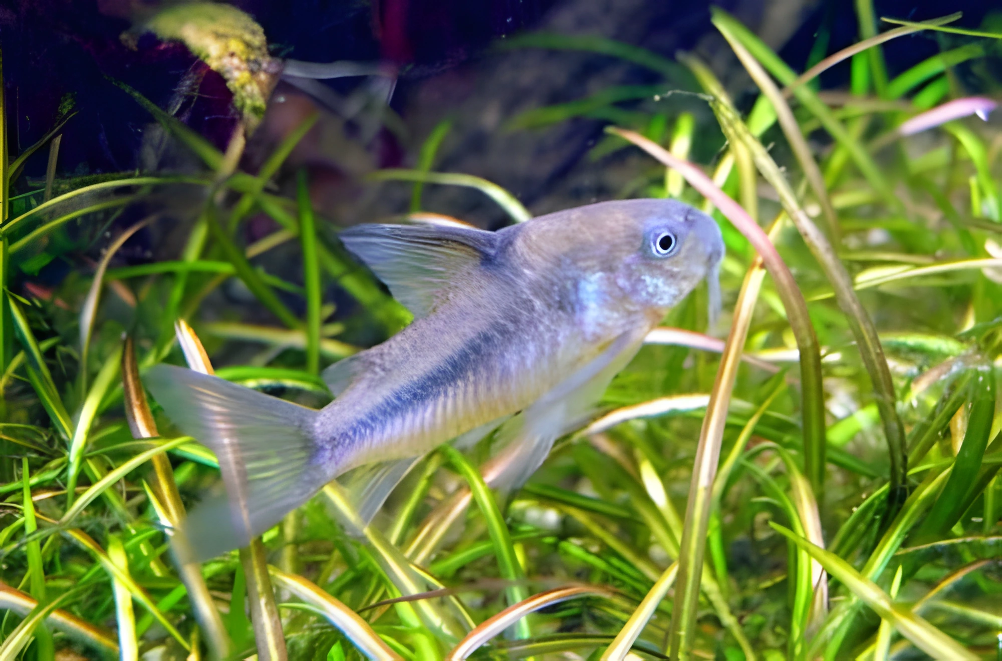 Fotografía del pez de acuario Coridora azul