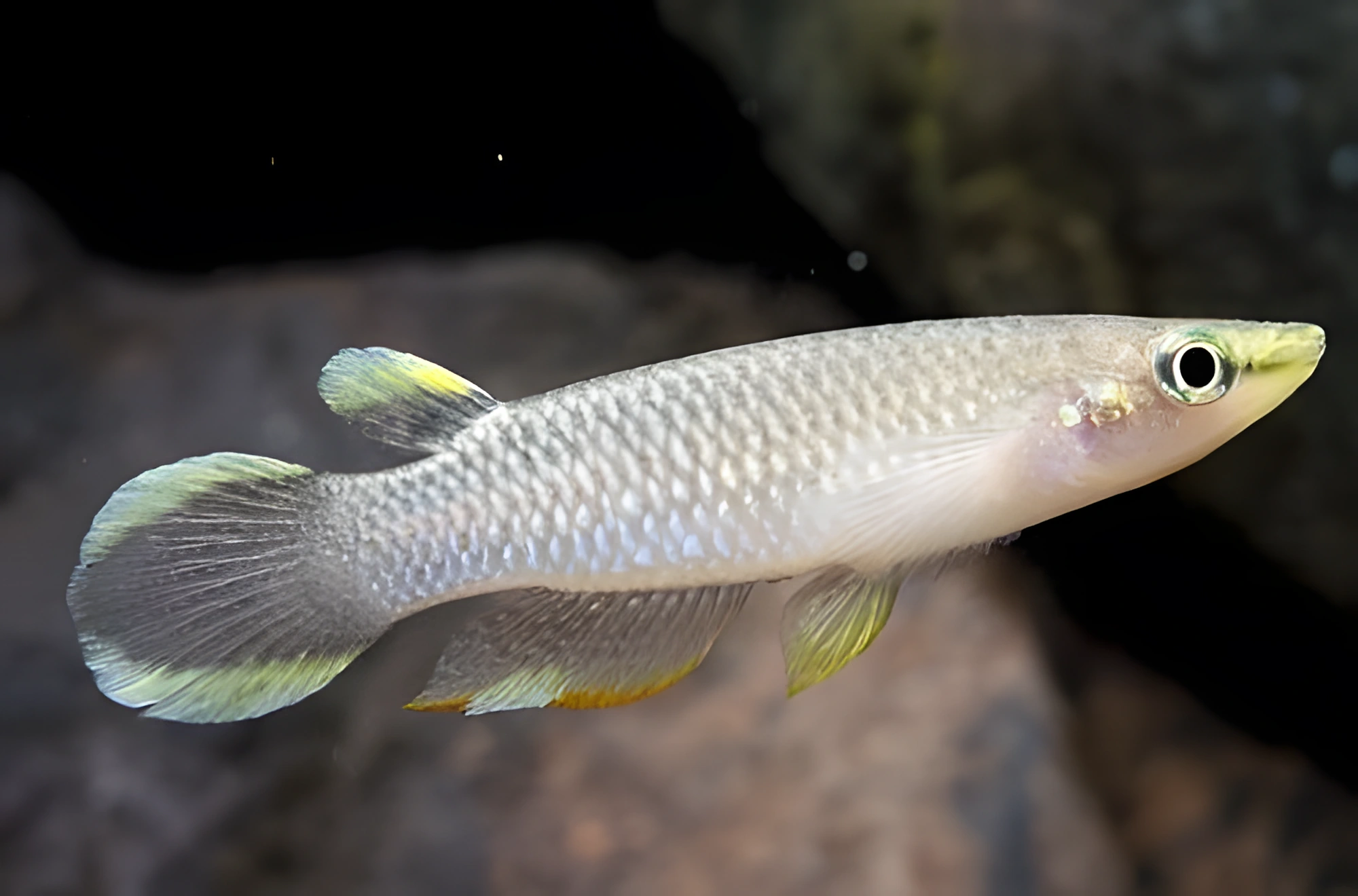 Fotografía del pez de acuario Panchax