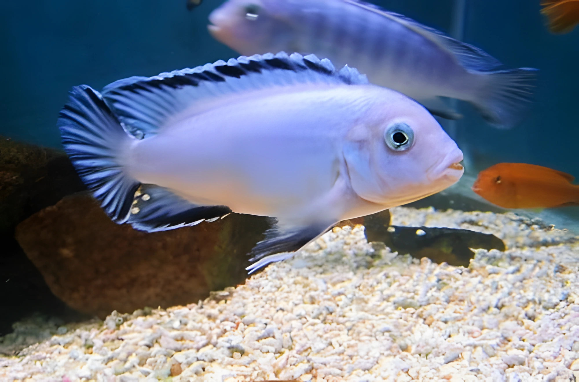 Fotografía del pez de acuario Pindani Azul