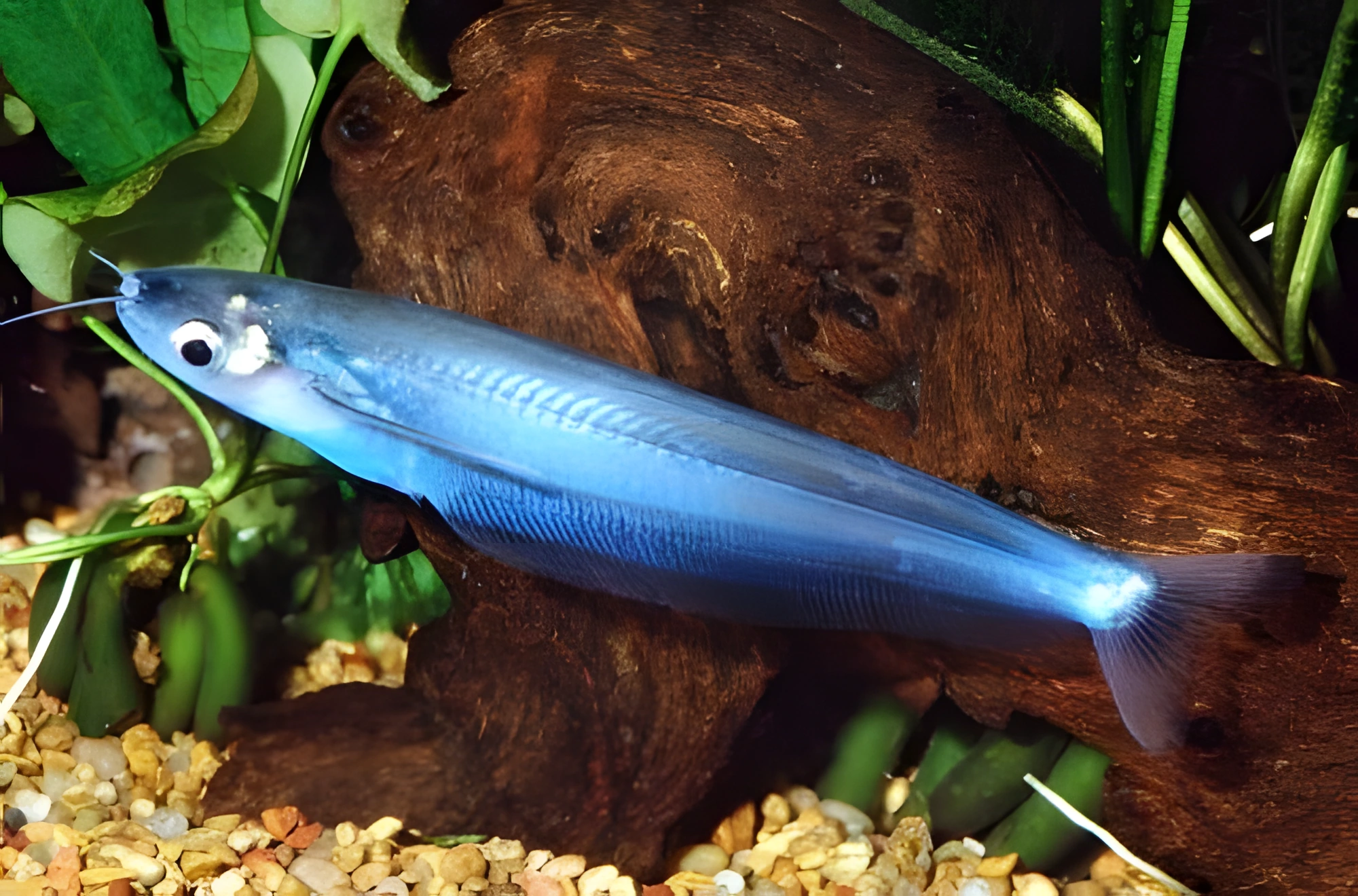 Fotografía del pez de acuario Pez gato de cristal azul