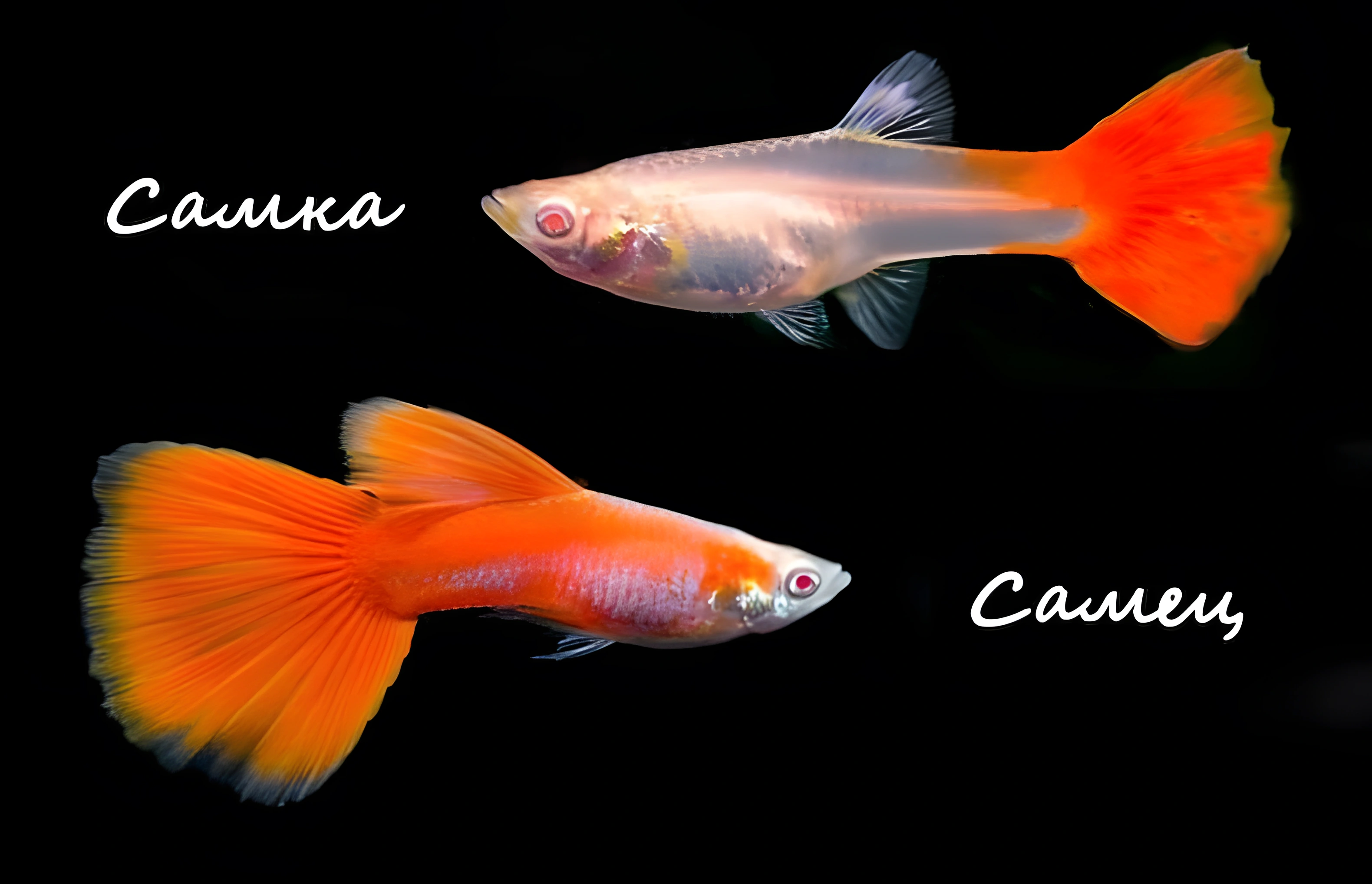 Photo of aquarium fish Albino Guppy