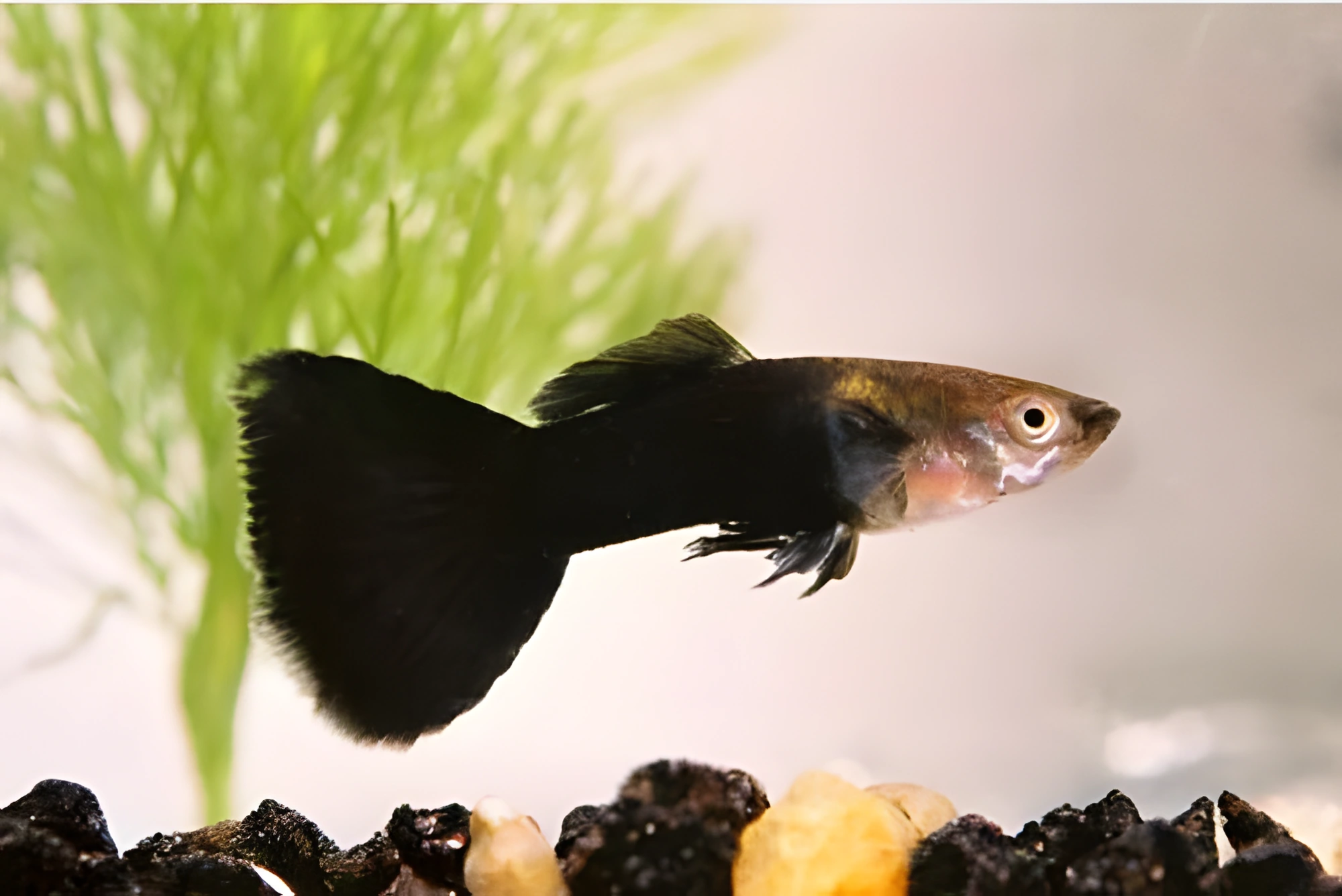 Fotografía del pez de acuario Guppy «Príncipe Negro»