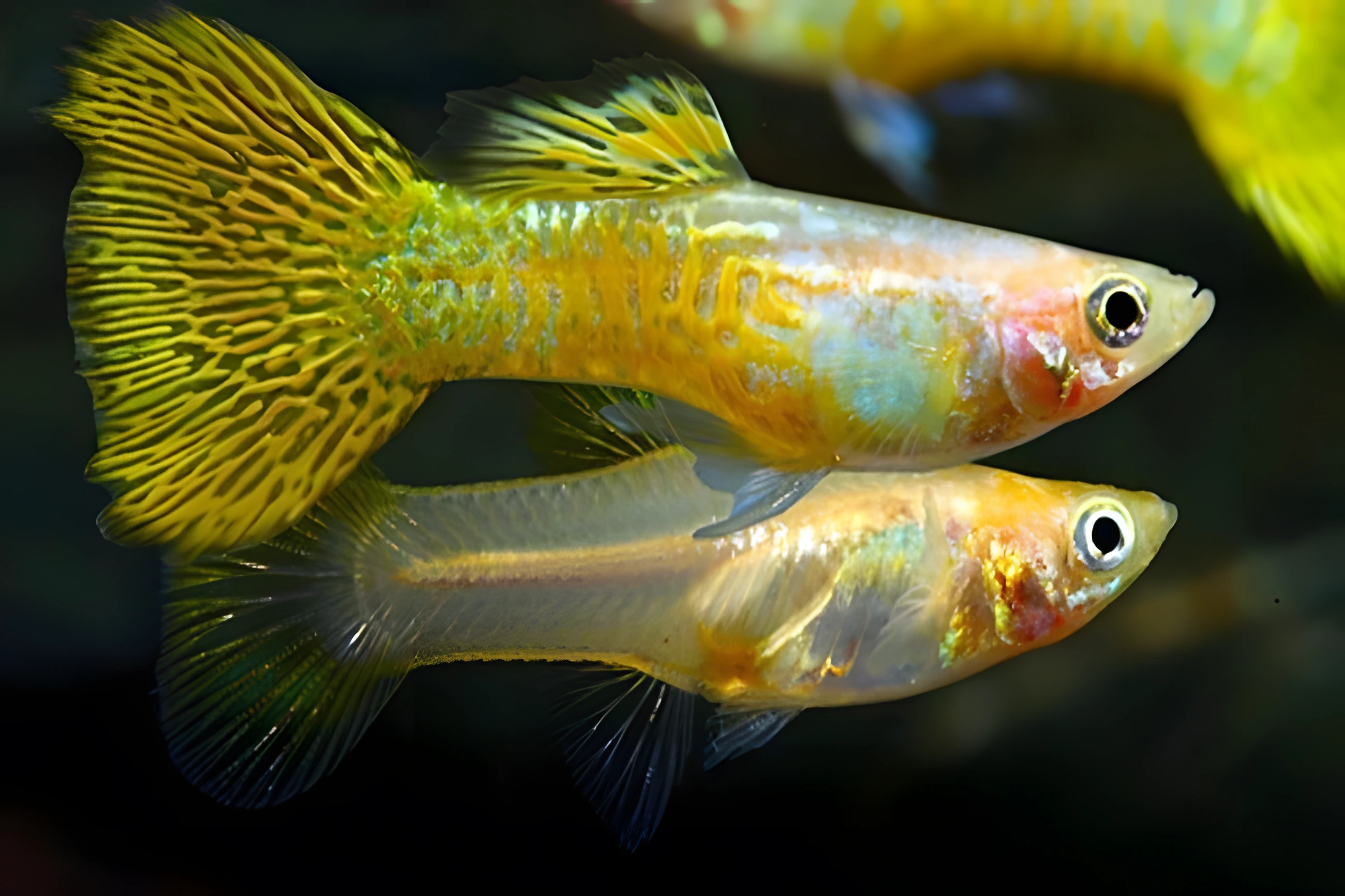 Fotografía del pez de acuario Guppy cobra