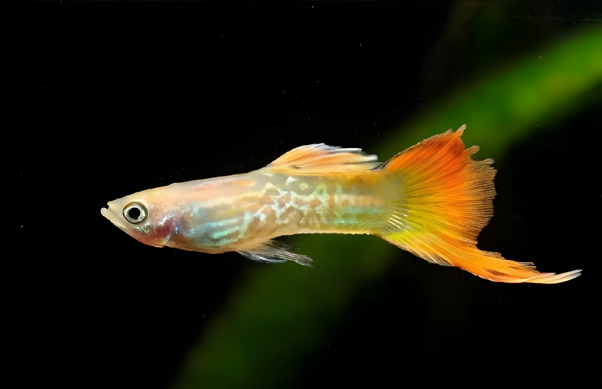 Fotografía del pez de acuario Guppy cola de espada