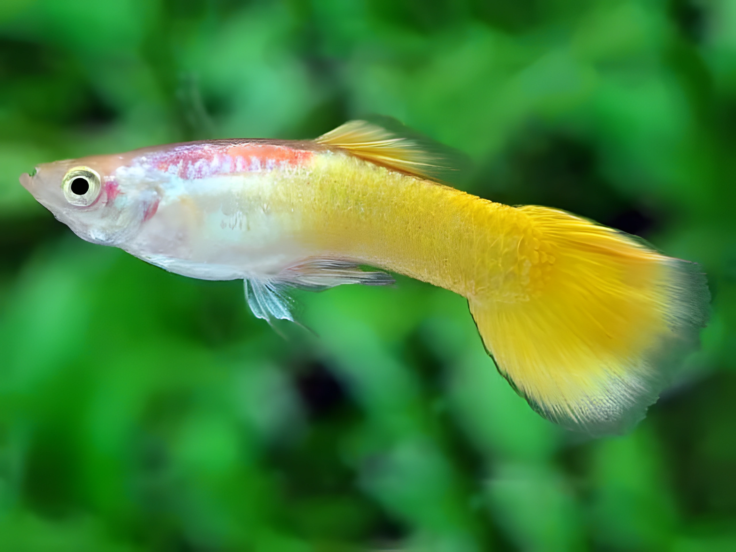 Fotografía del pez de acuario Guppy amarillos