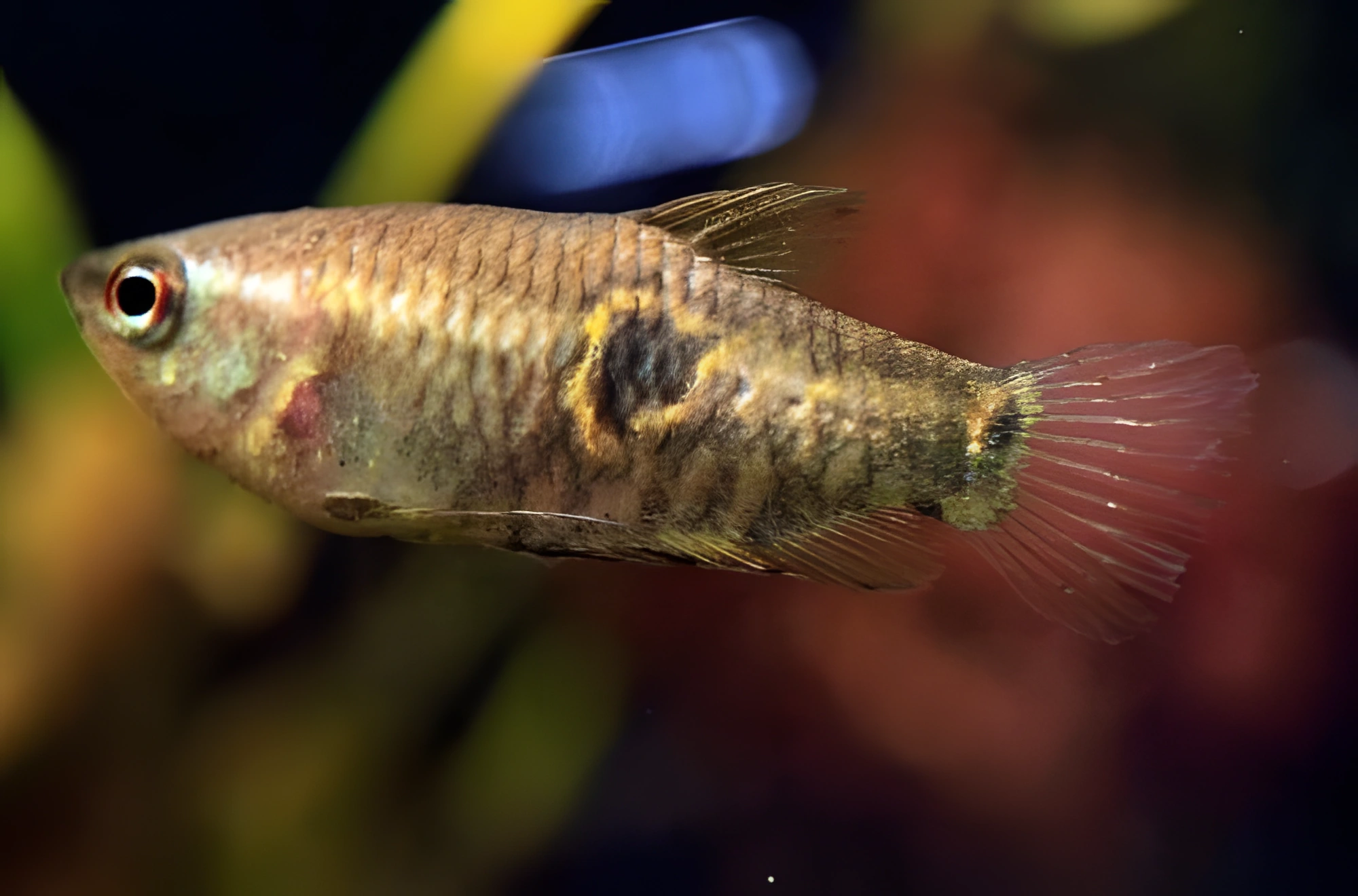 Fotografía del pez de acuario Gurami ocelado