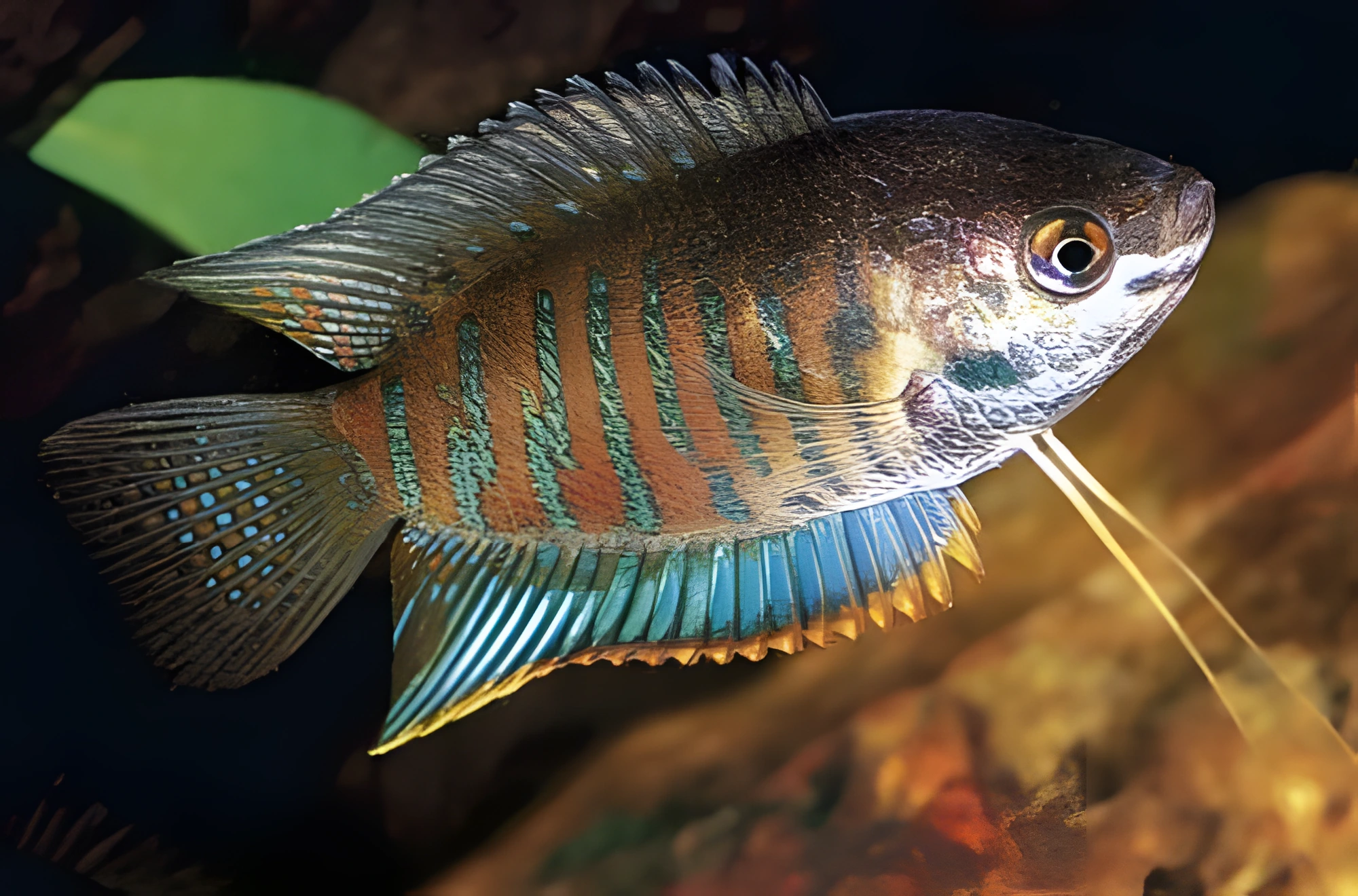 Fotografía del pez de acuario Gurami rayado