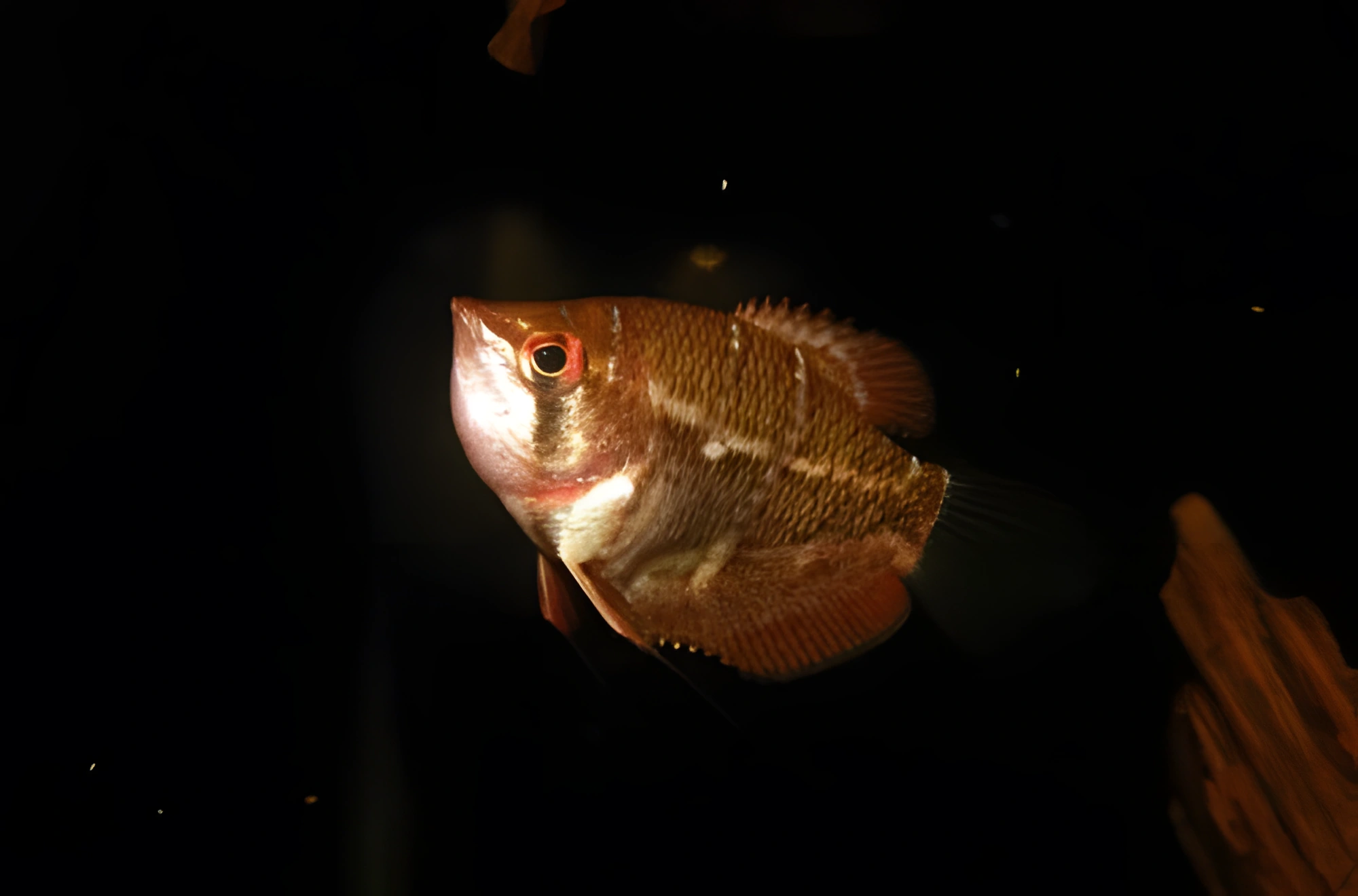 Fotografía del pez de acuario Gurami Selatan