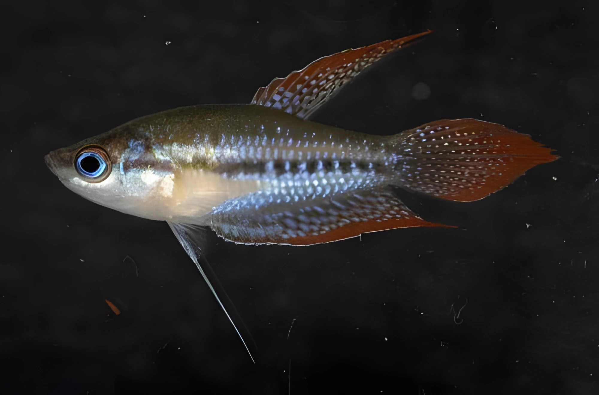 Fotografía del pez de acuario Gurami de Schaller