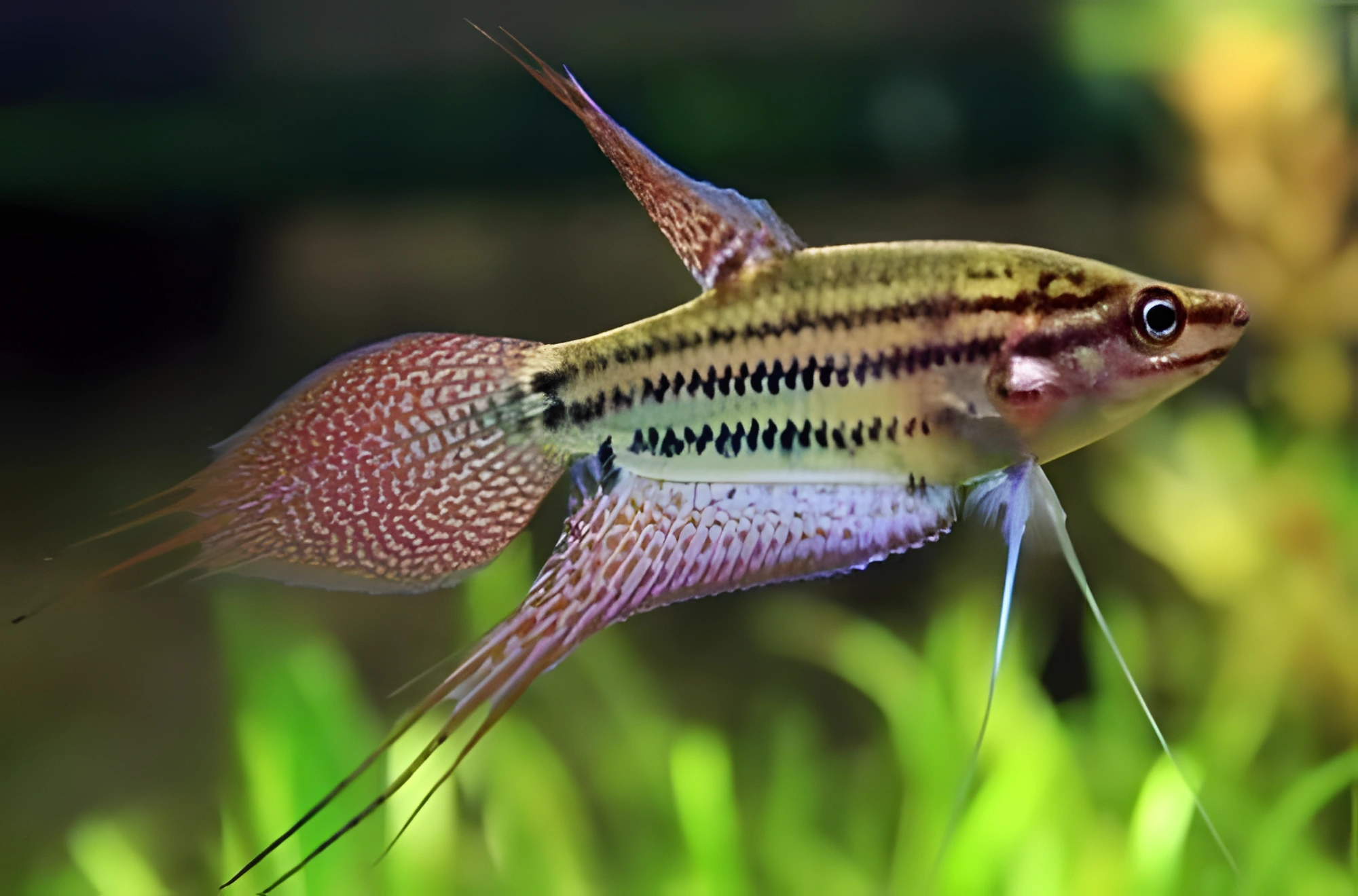 Fotografía del pez de acuario Gurami gruñón