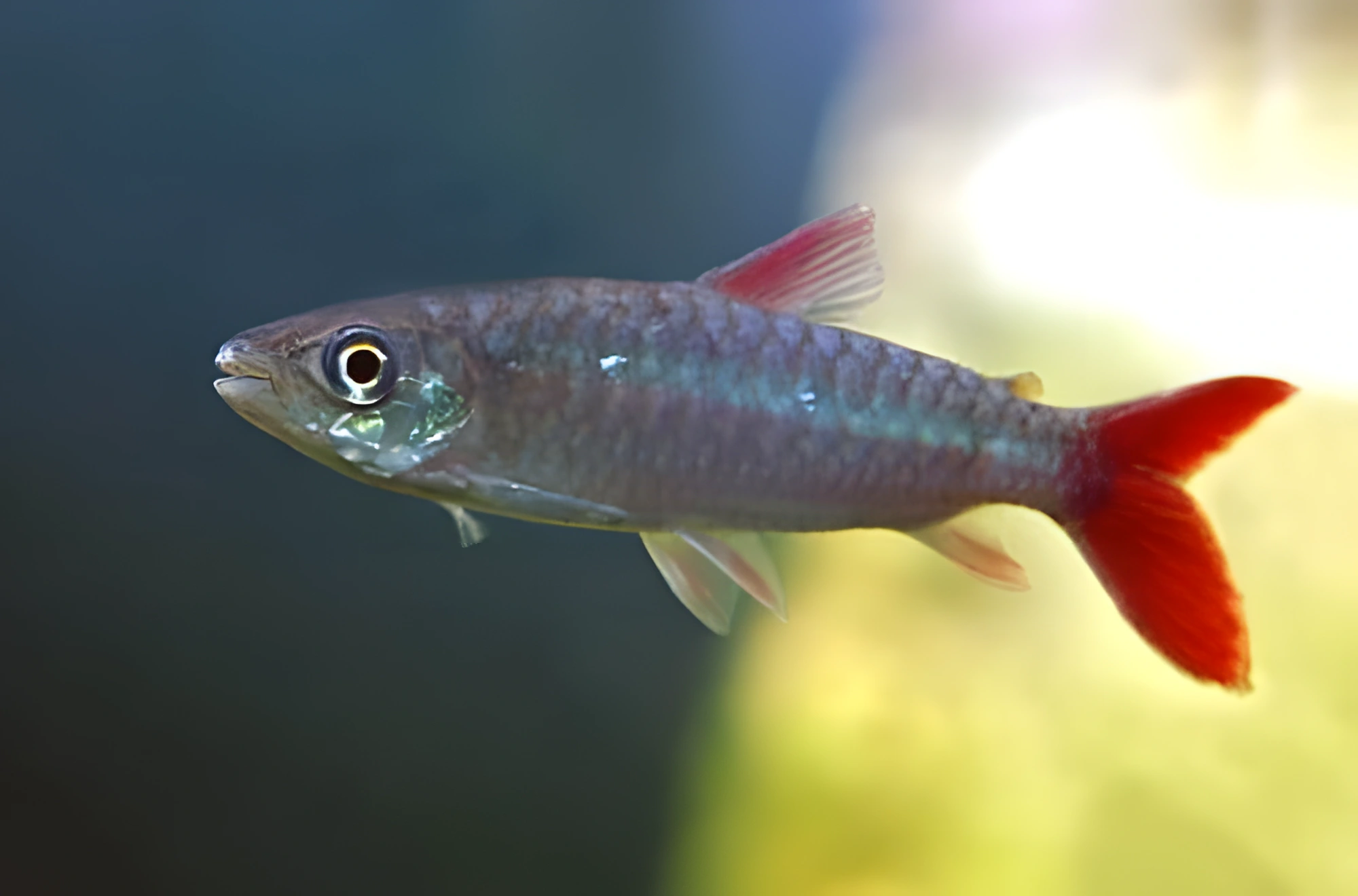 Fotografía del pez de acuario Chalceus de cola roja