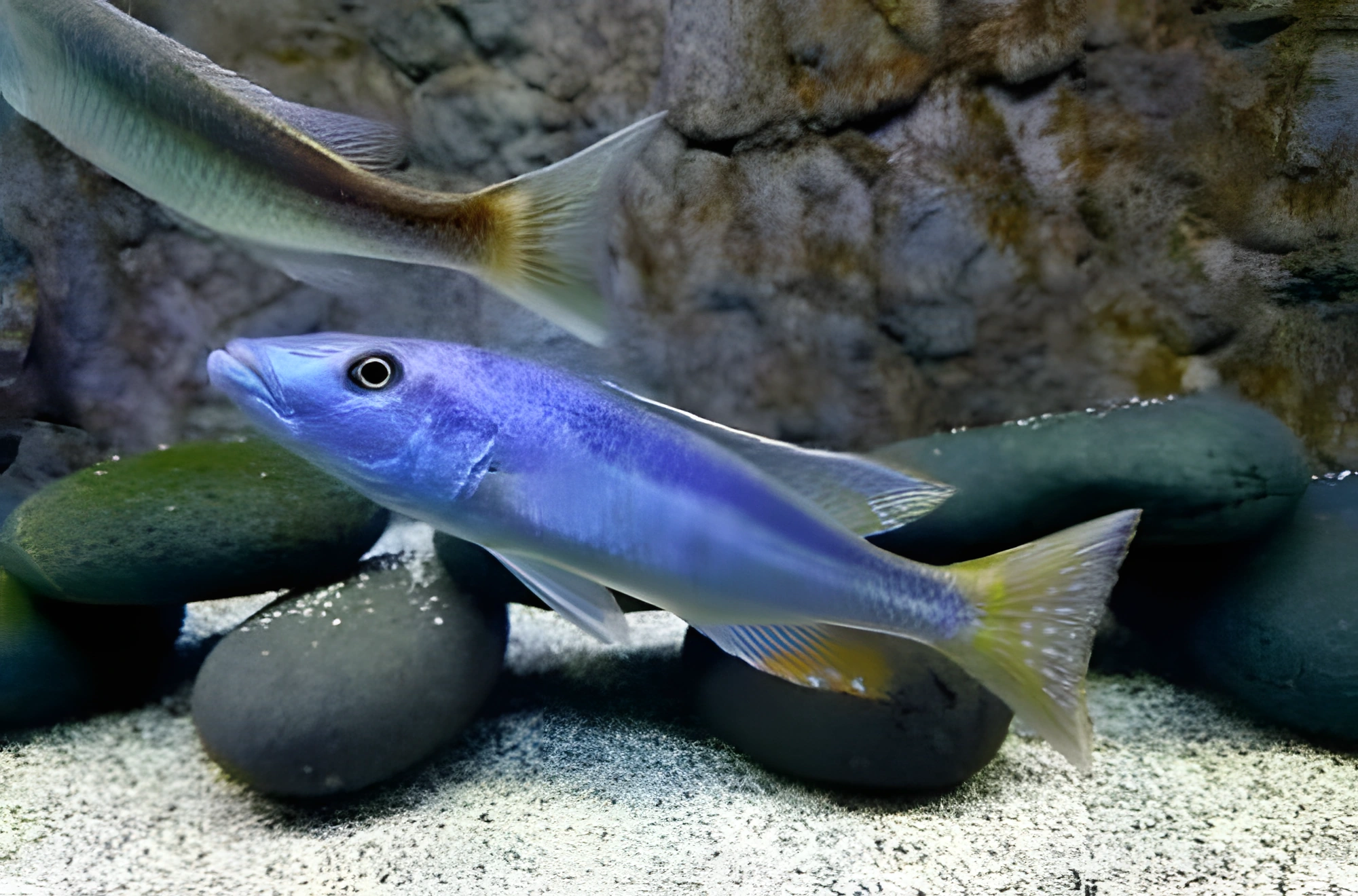 Fotografía del pez de acuario Champsochromis
