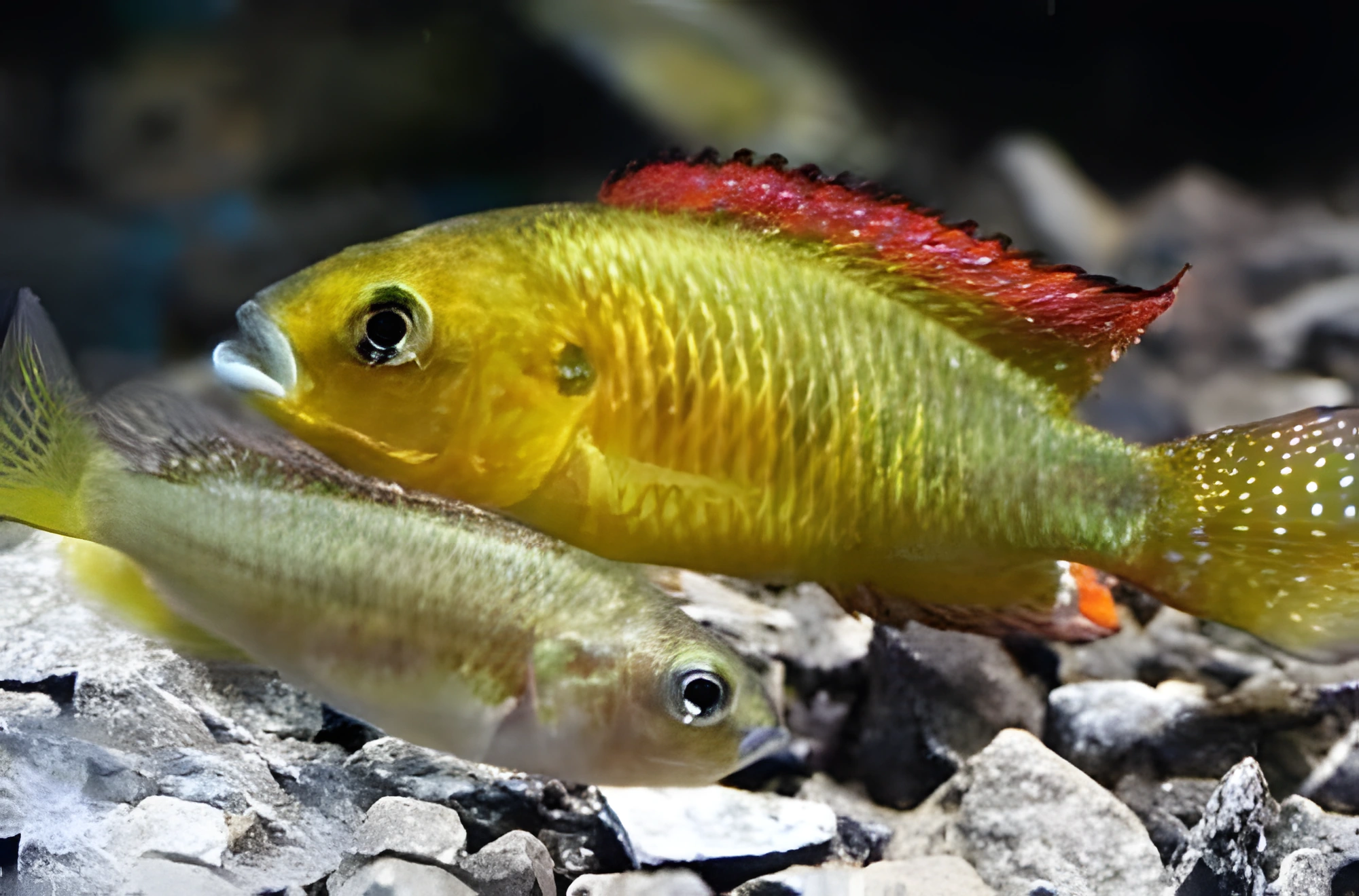 Fotografía del pez de acuario Haplochromis philander