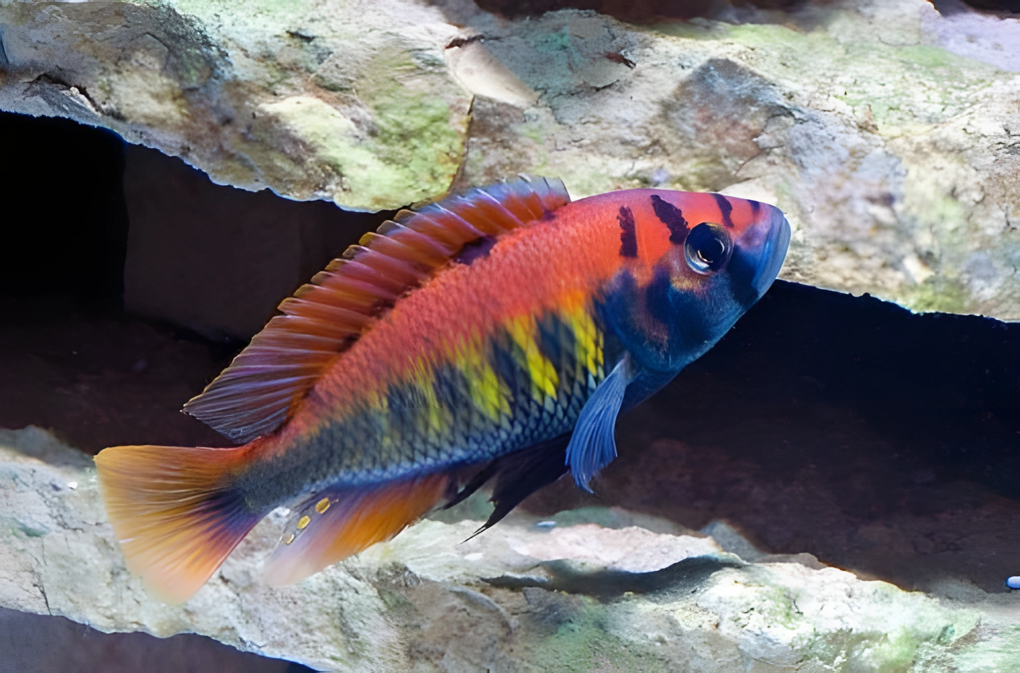 Fotografía del pez de acuario Haplochromis nyererei