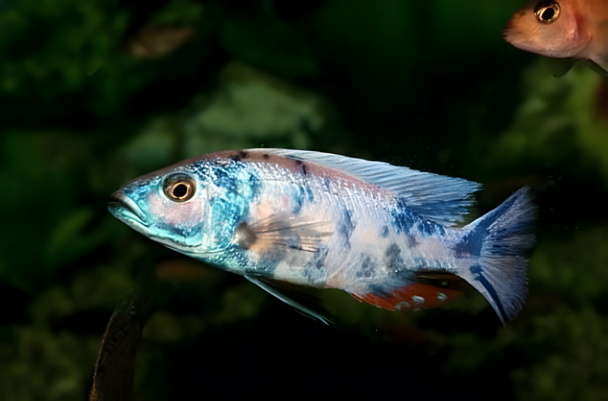 Fotografía del pez de acuario Haplochromis manchado