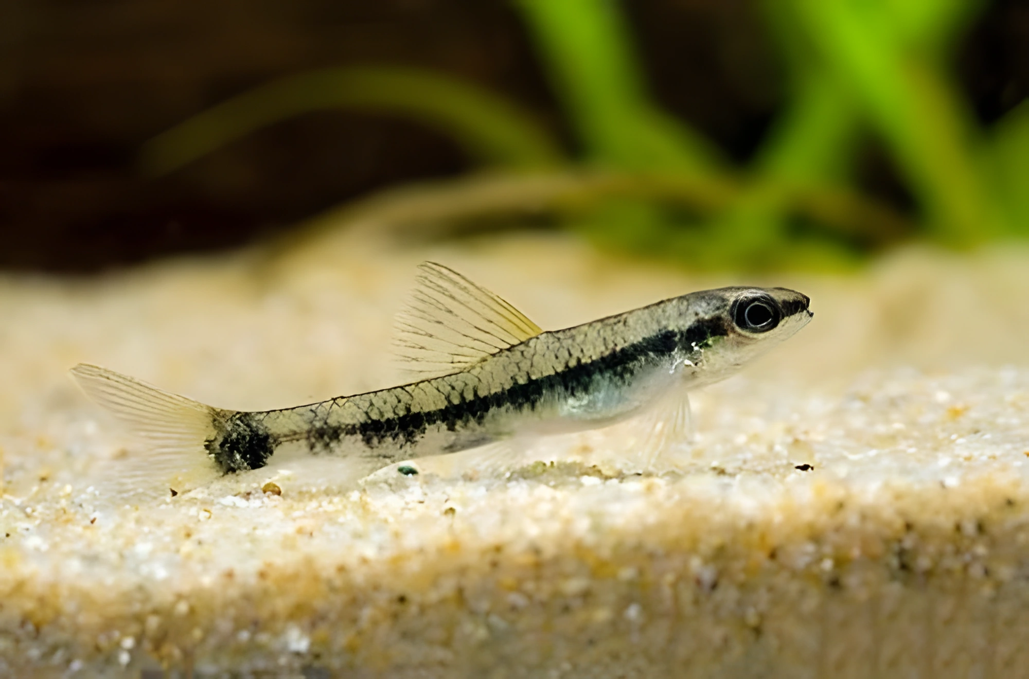 Fotografía del pez de acuario Characidium rayado
