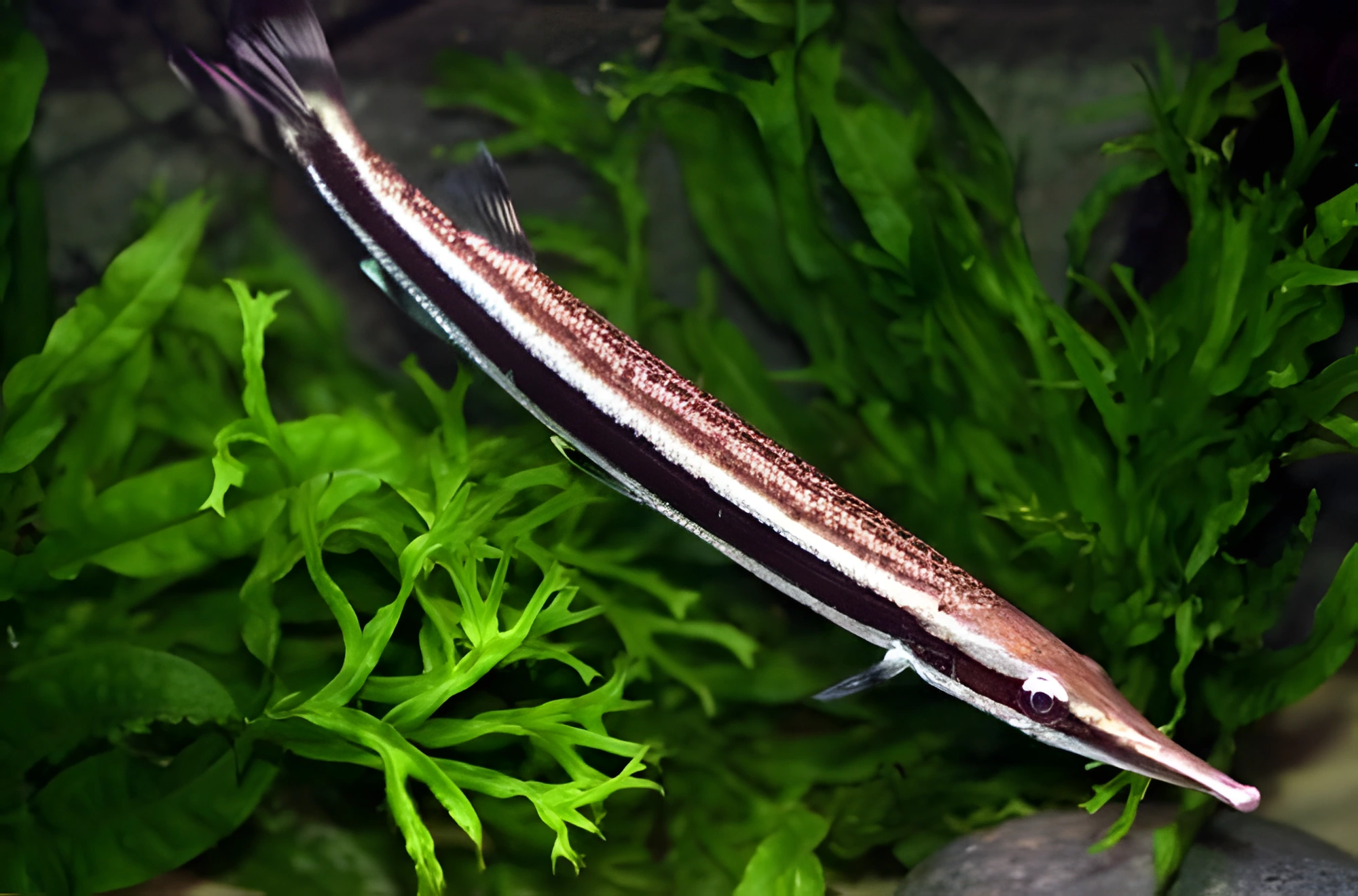 Fotografía del pez de acuario Lucio carácido