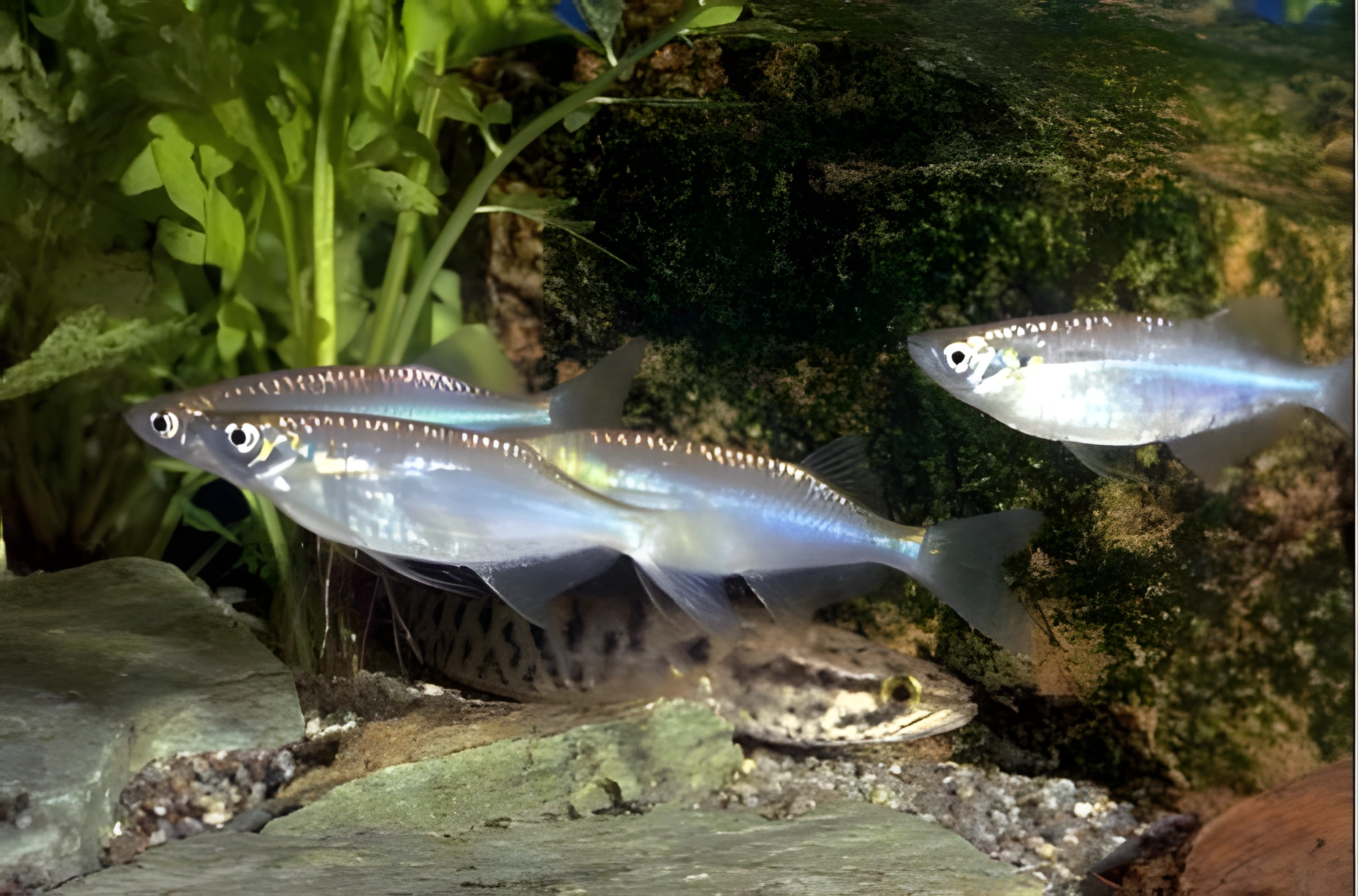 Fotografía del pez de acuario Chela azulada